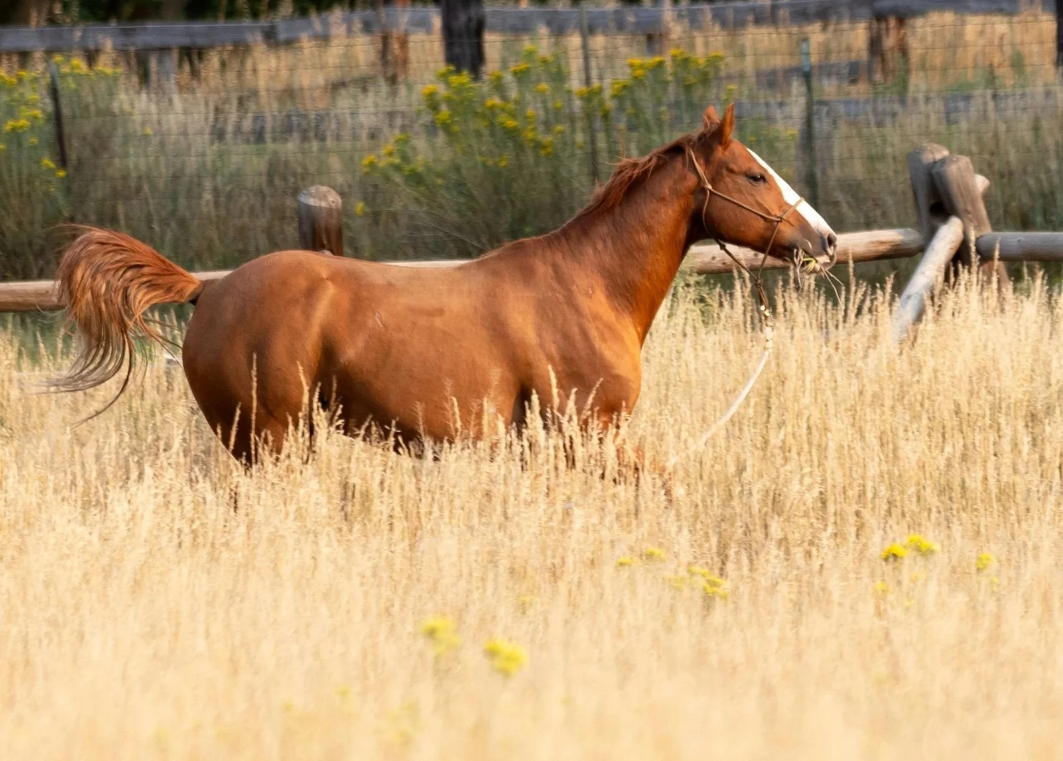 processed_SarahHollinsheadRanch_CJ_349.jpg