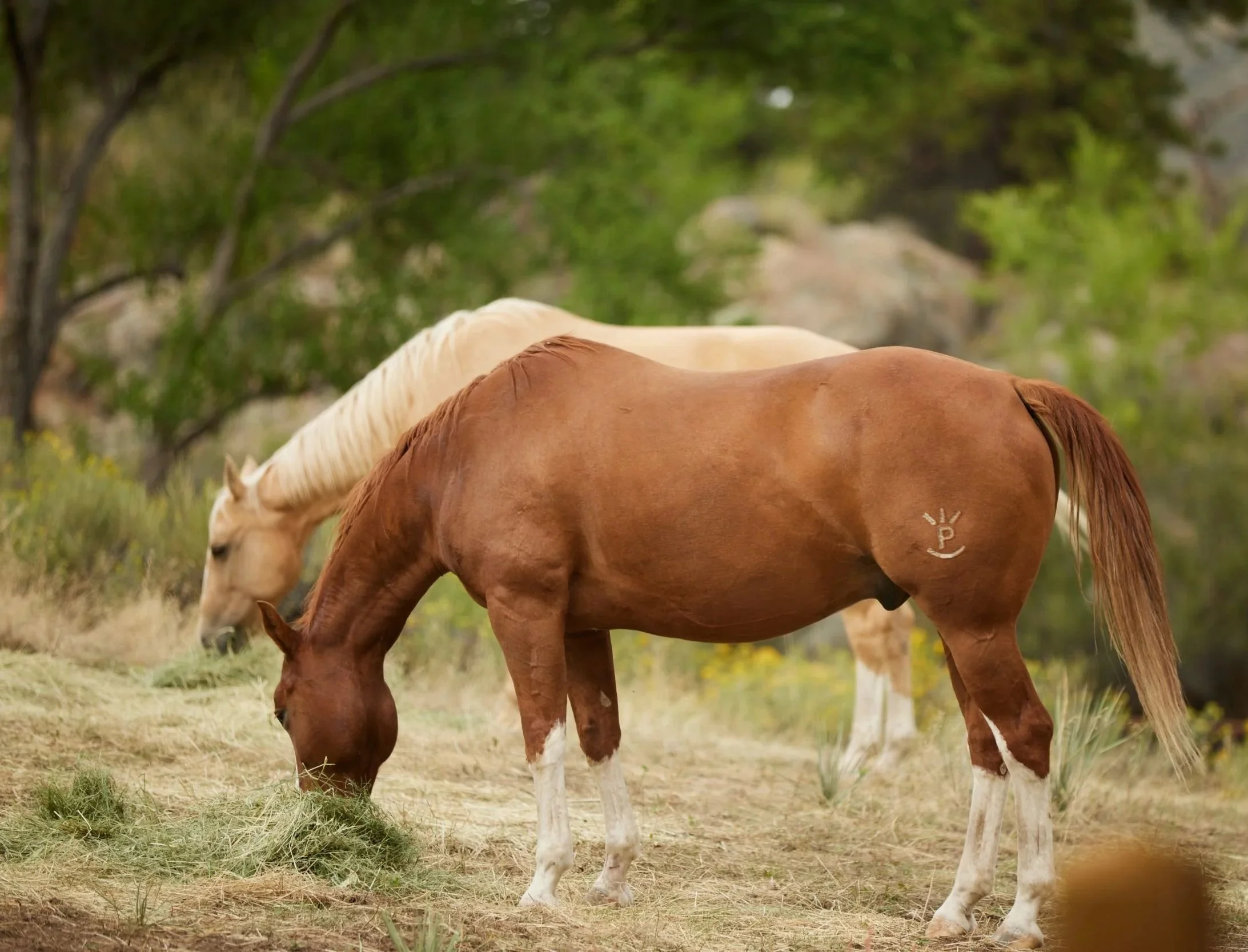 processed_SarahHollinsheadRanch_CJ_174.jpg