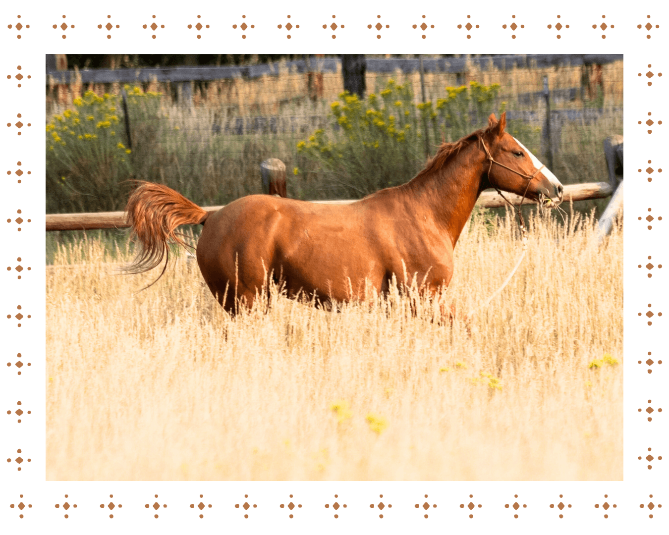 A brown horse with a white stripe on its face standing in a field of tall yellow grass with a wooden fence and bushes in the background.