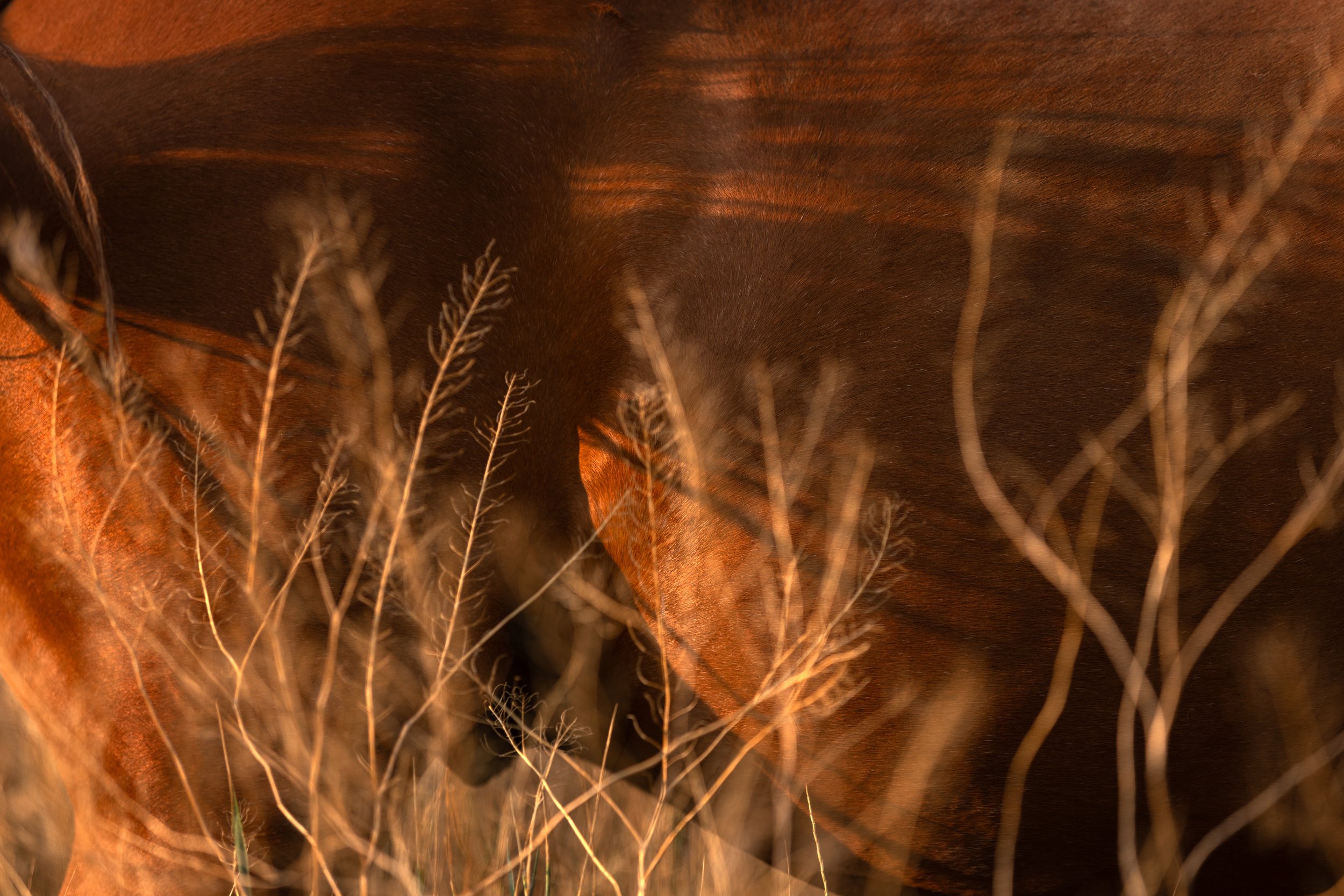 Close-up of dry, brown grass with some blurred background.