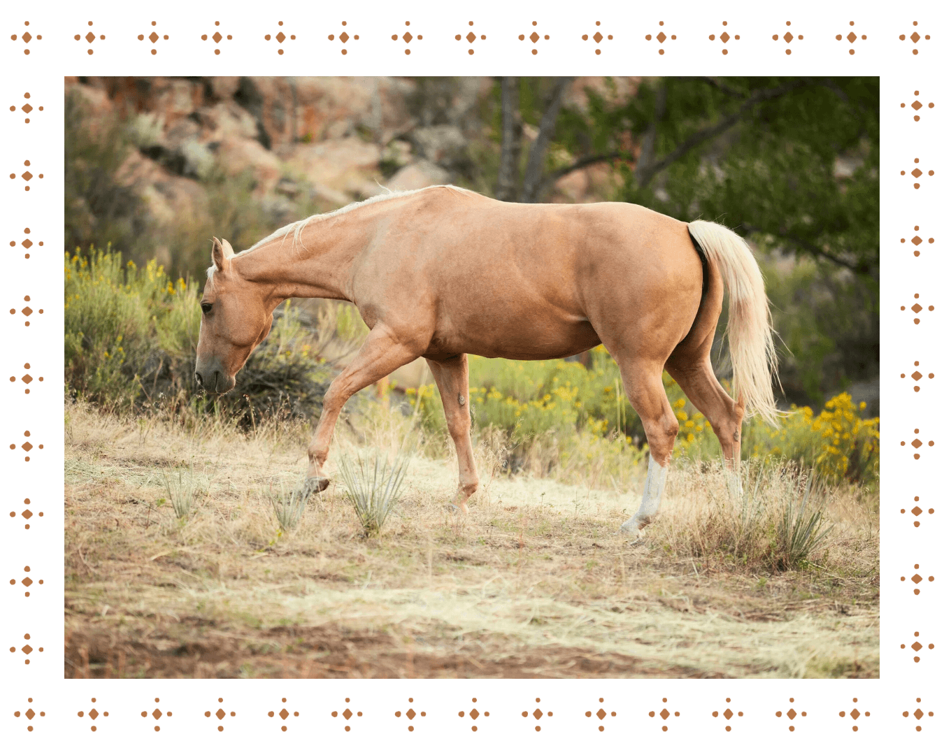 Palomino horse grazing on grass in a natural outdoor setting with yellow wildflowers and trees.