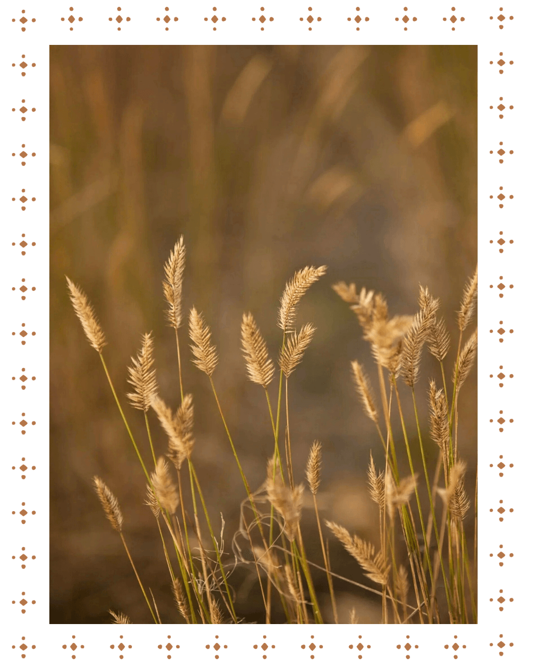 Close-up of tall, wispy grass or plants swaying in the wind in a natural outdoor setting, with a blurred background.
