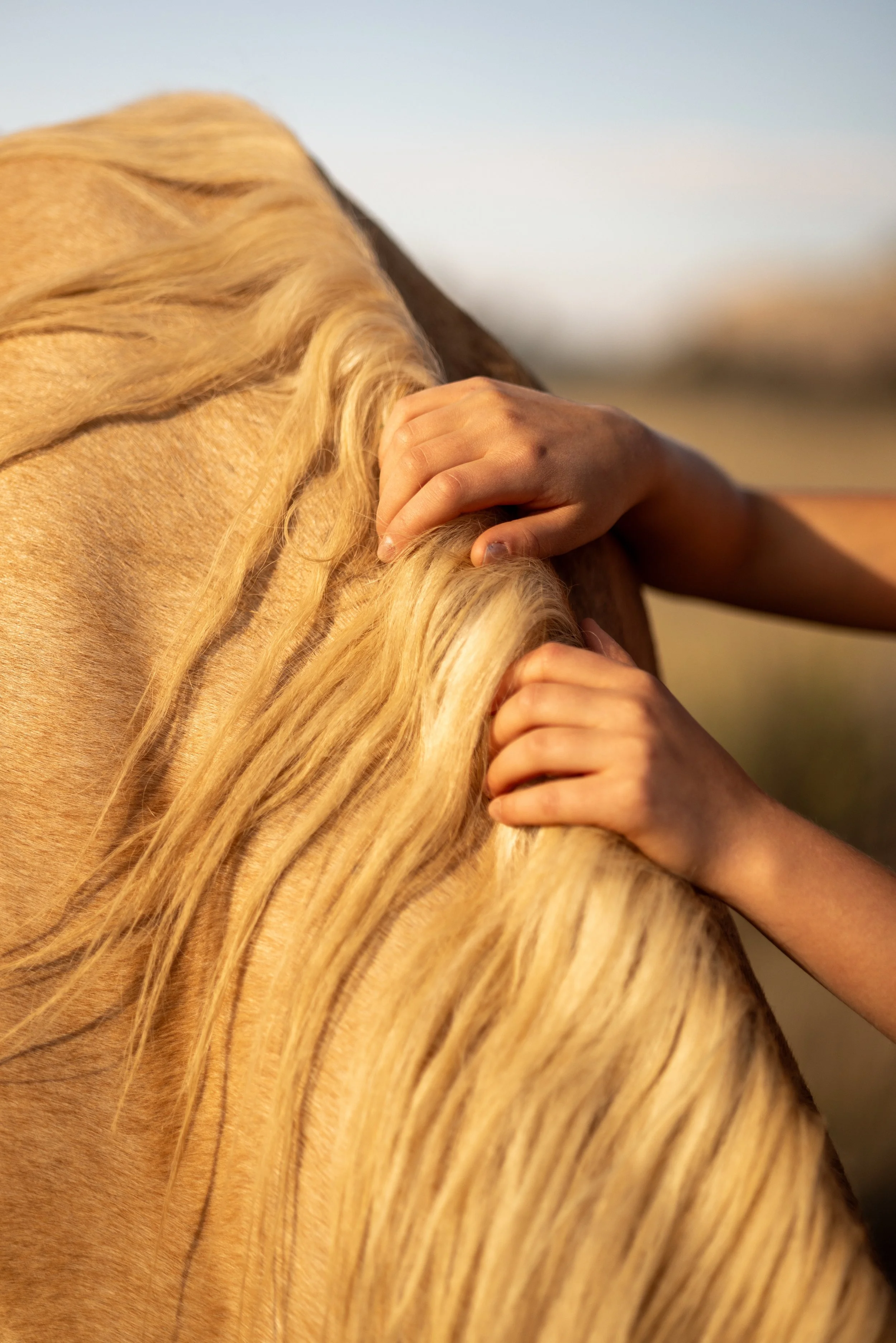 Close-up of hands grooming a golden horse's flowing mane
