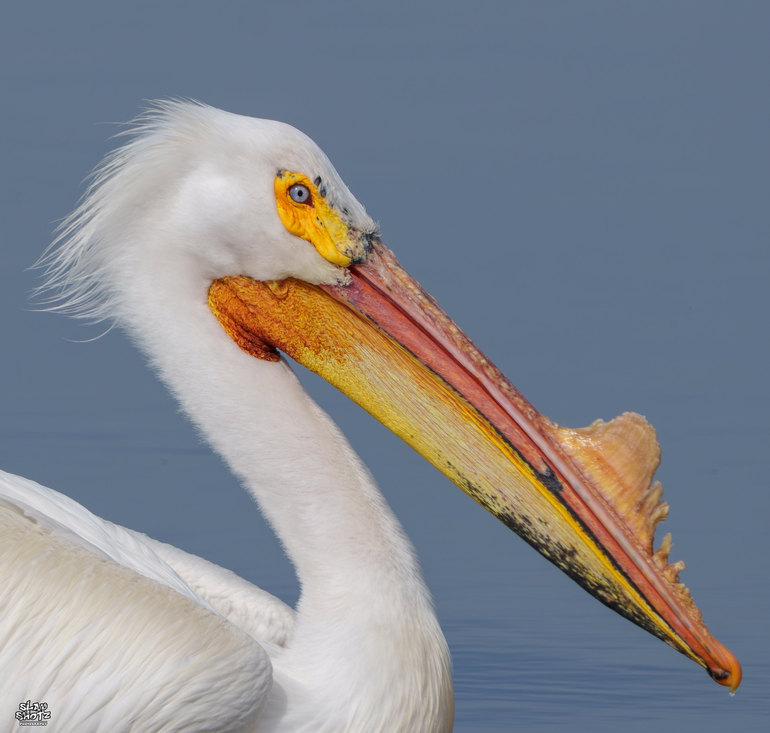 pelican head.jpg