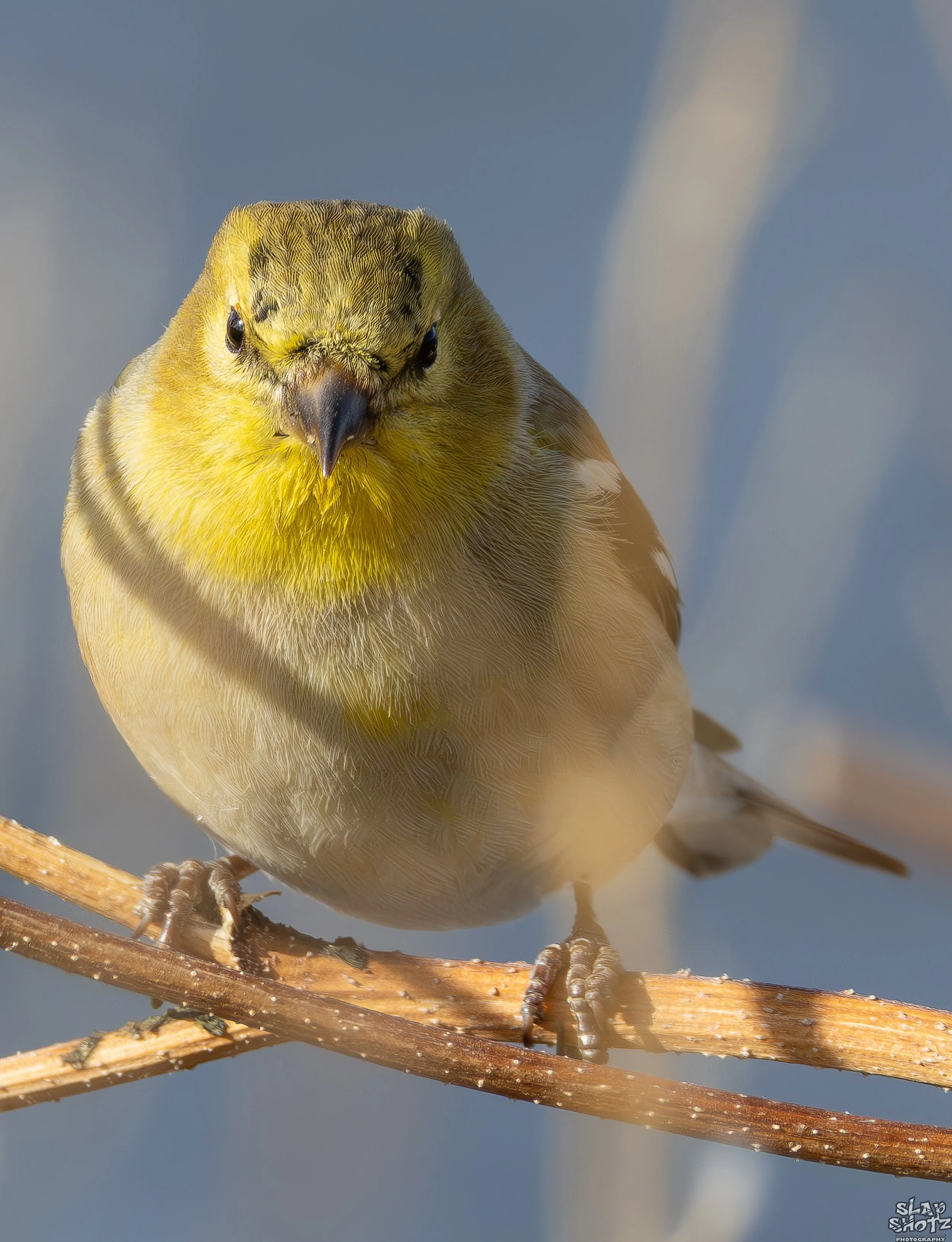 Barr Lake Yellow Finch 1_Up.jpg