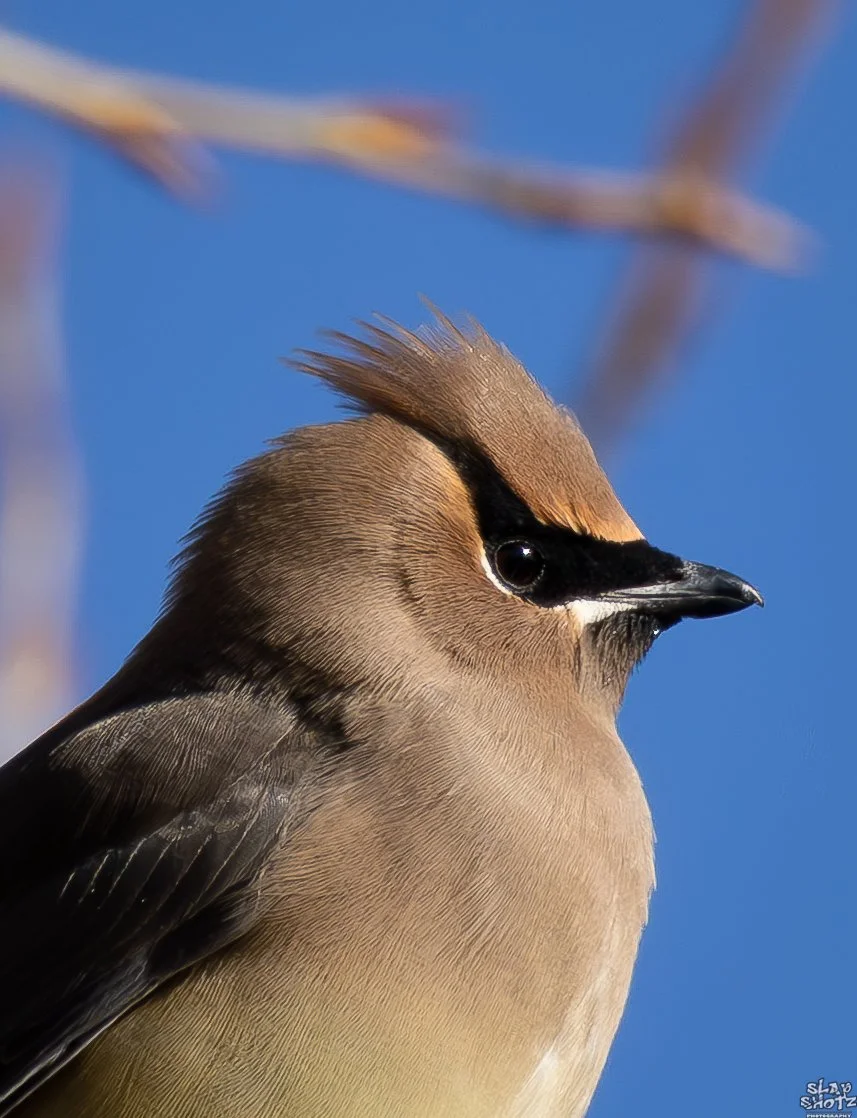 Morning Waxwing 1.jpg