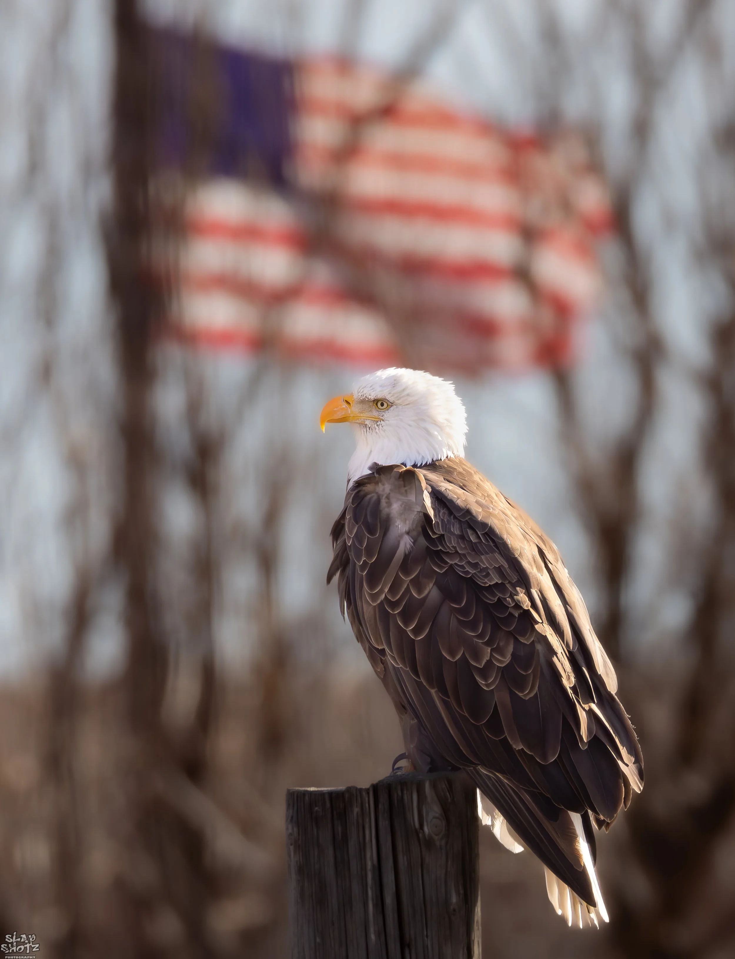 Eagle and Flag.jpg