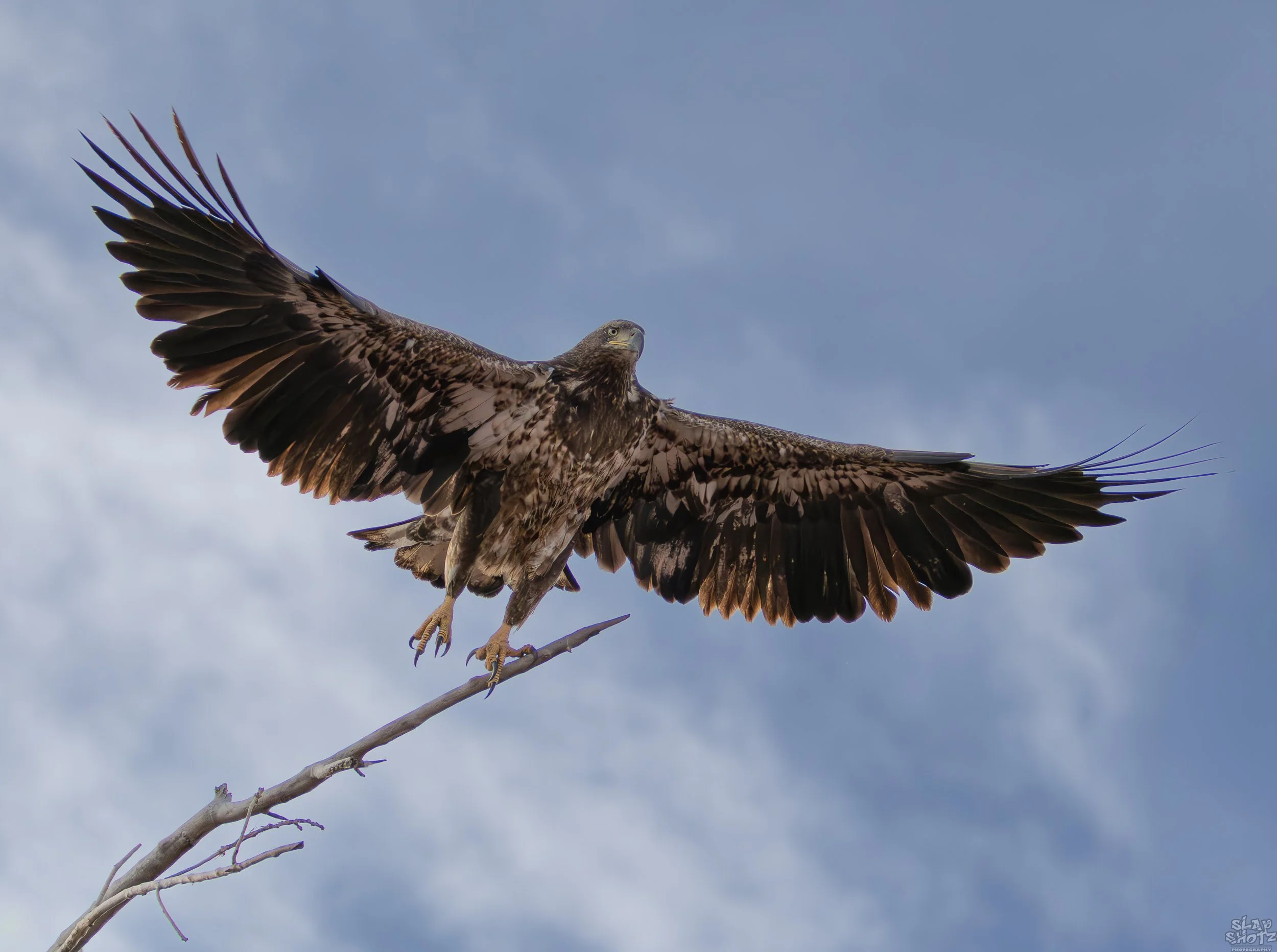 Eagle Flying 2.jpg