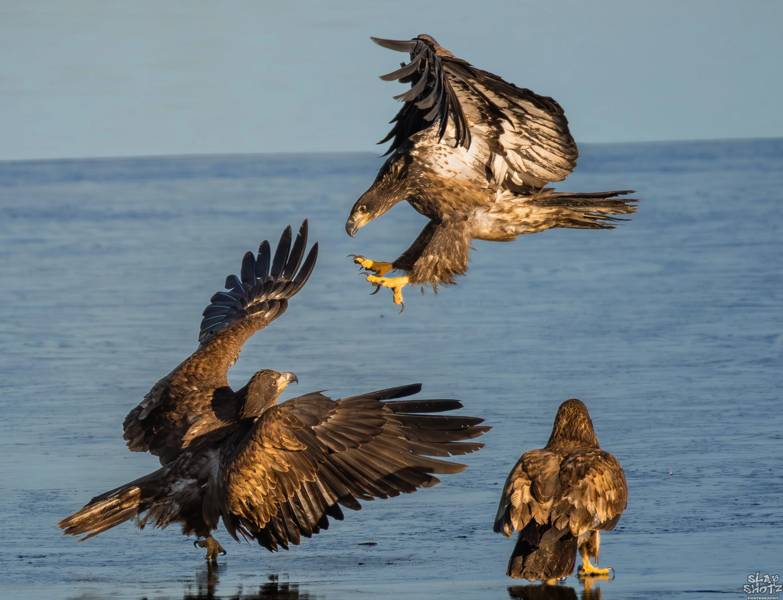 3 Eagles 1.jpg