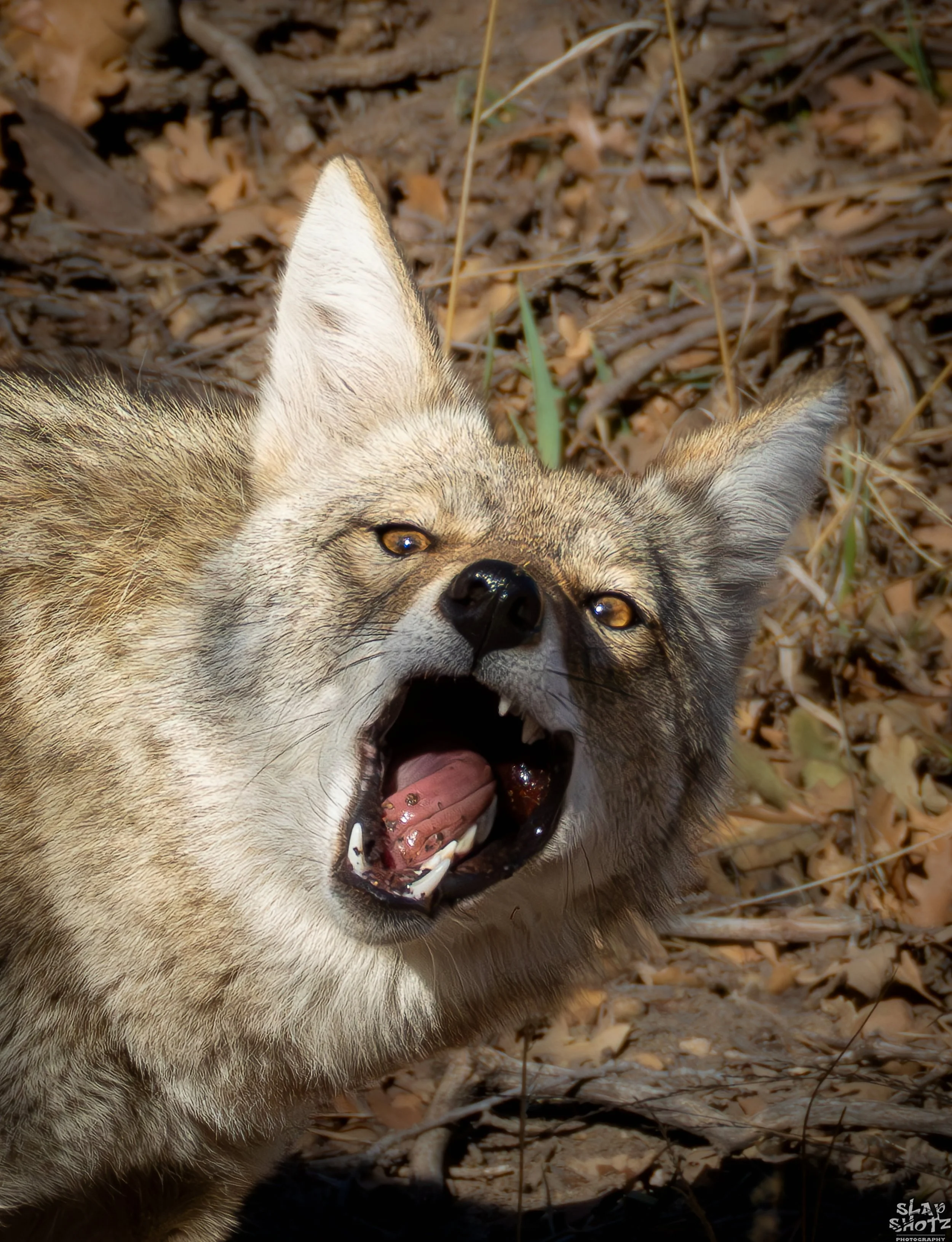 Coyote Headshot 1_Up.jpg