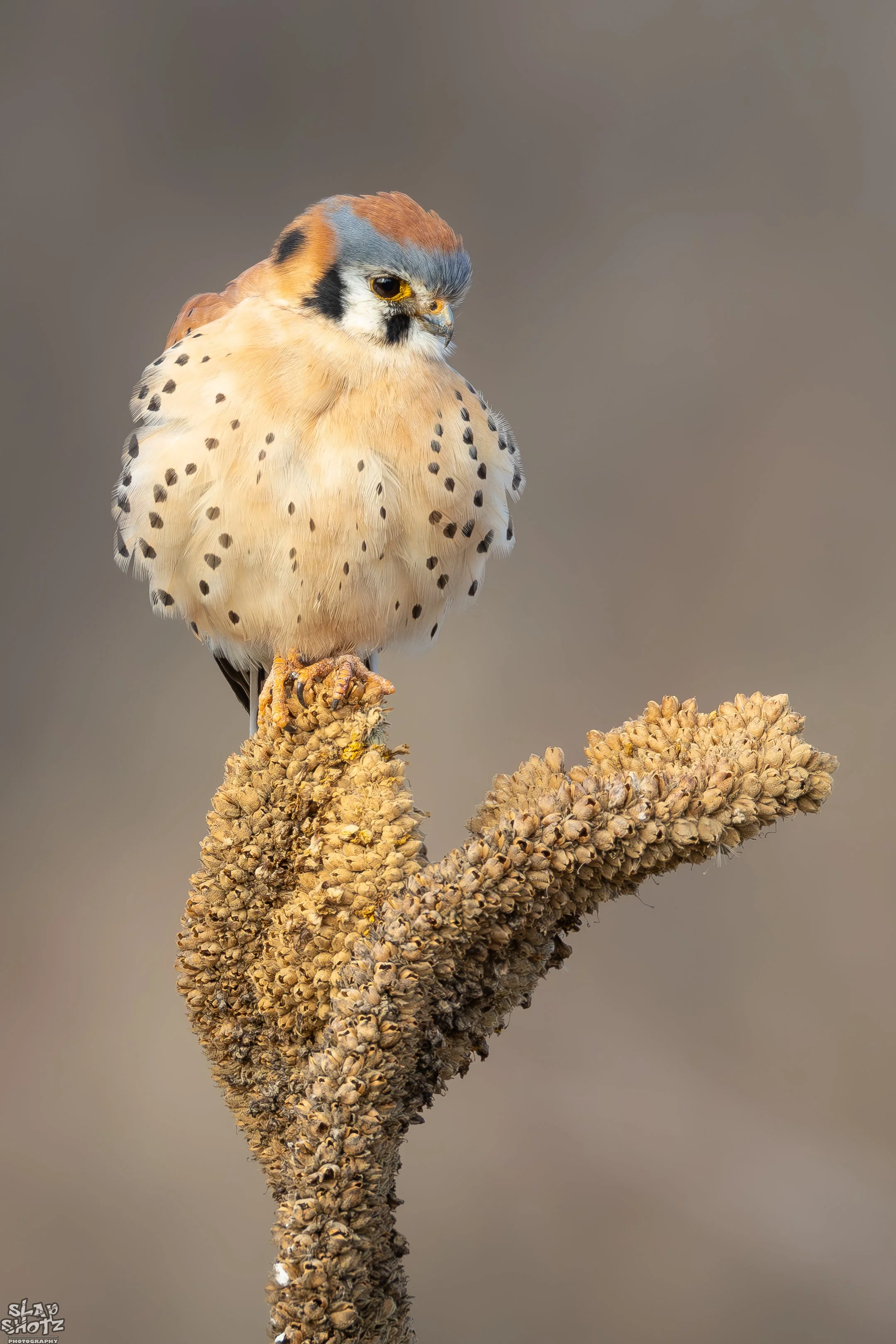 Fort Collins Kestrel.jpg