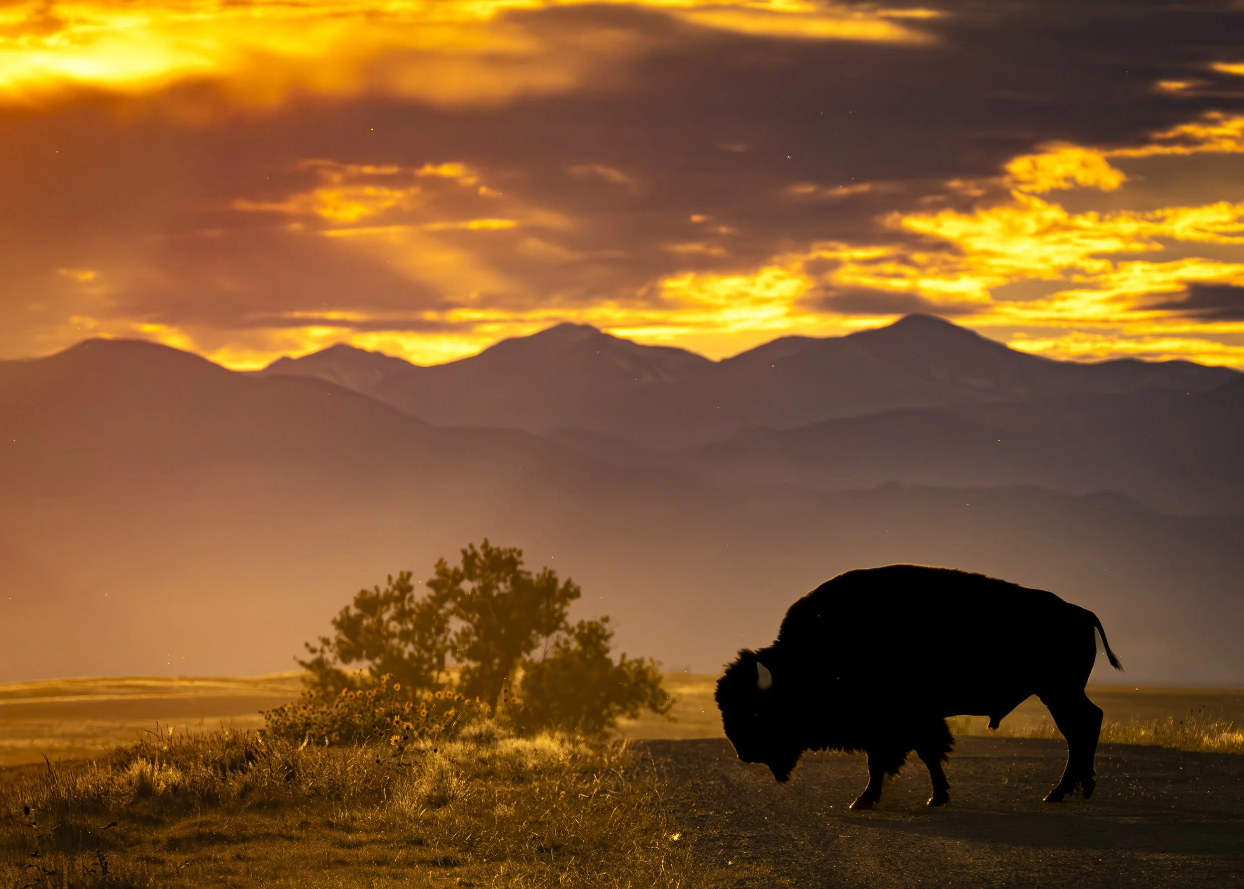 Buffalo Sunset 2.jpg