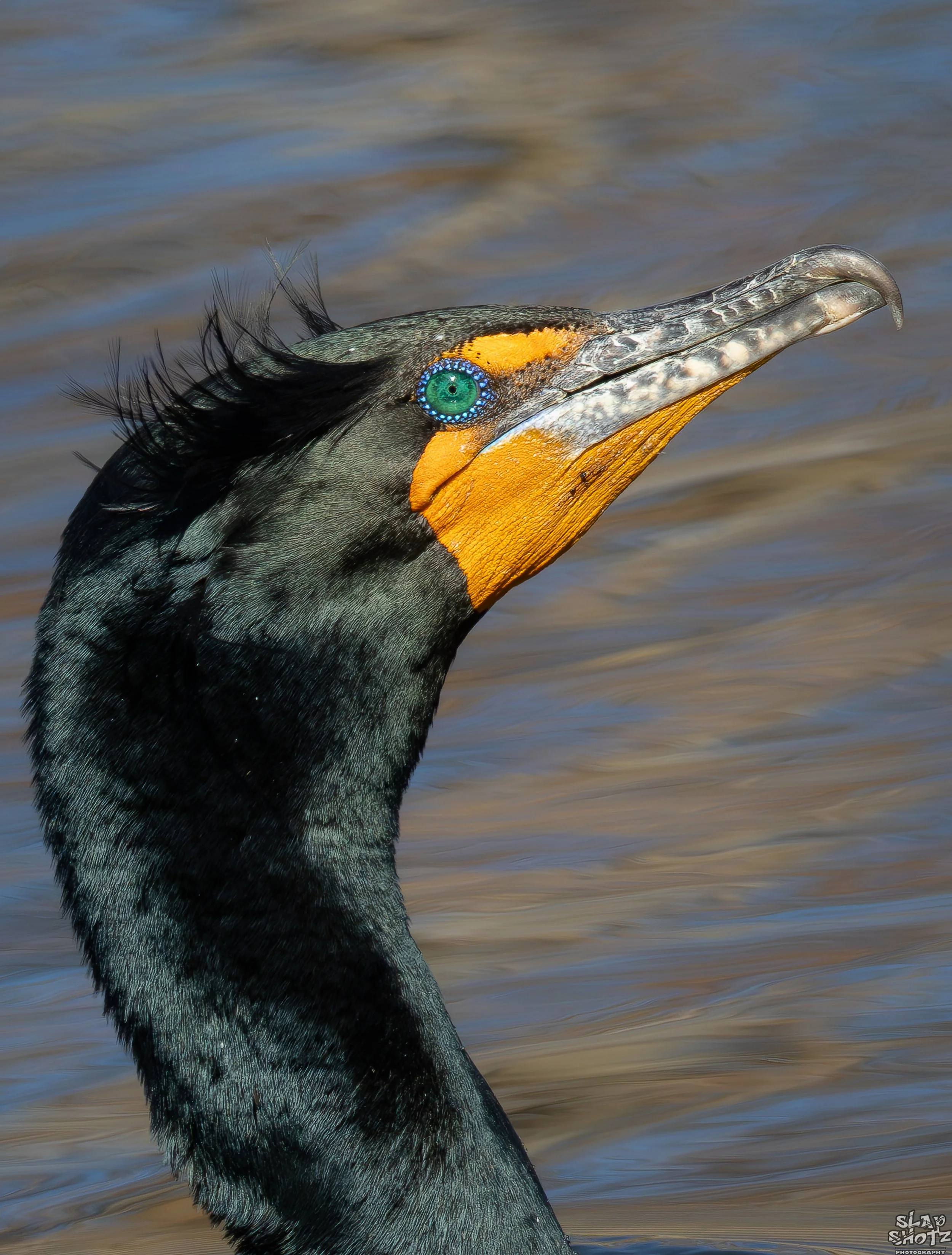 Cormorant Headshot 1_Up.jpg