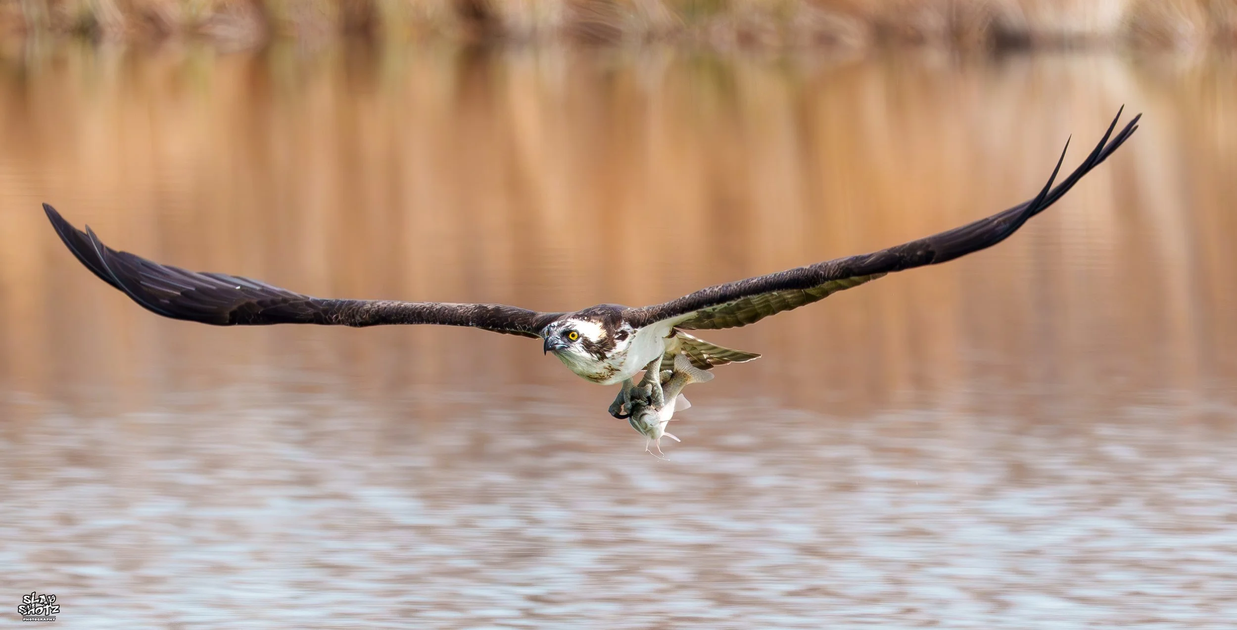 osprey1.jpg
