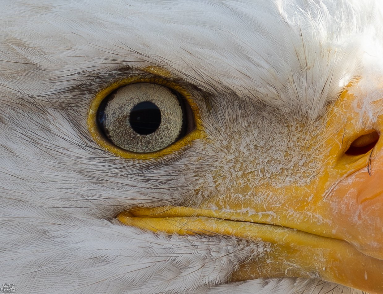 Bald Eagle Eye.jpg