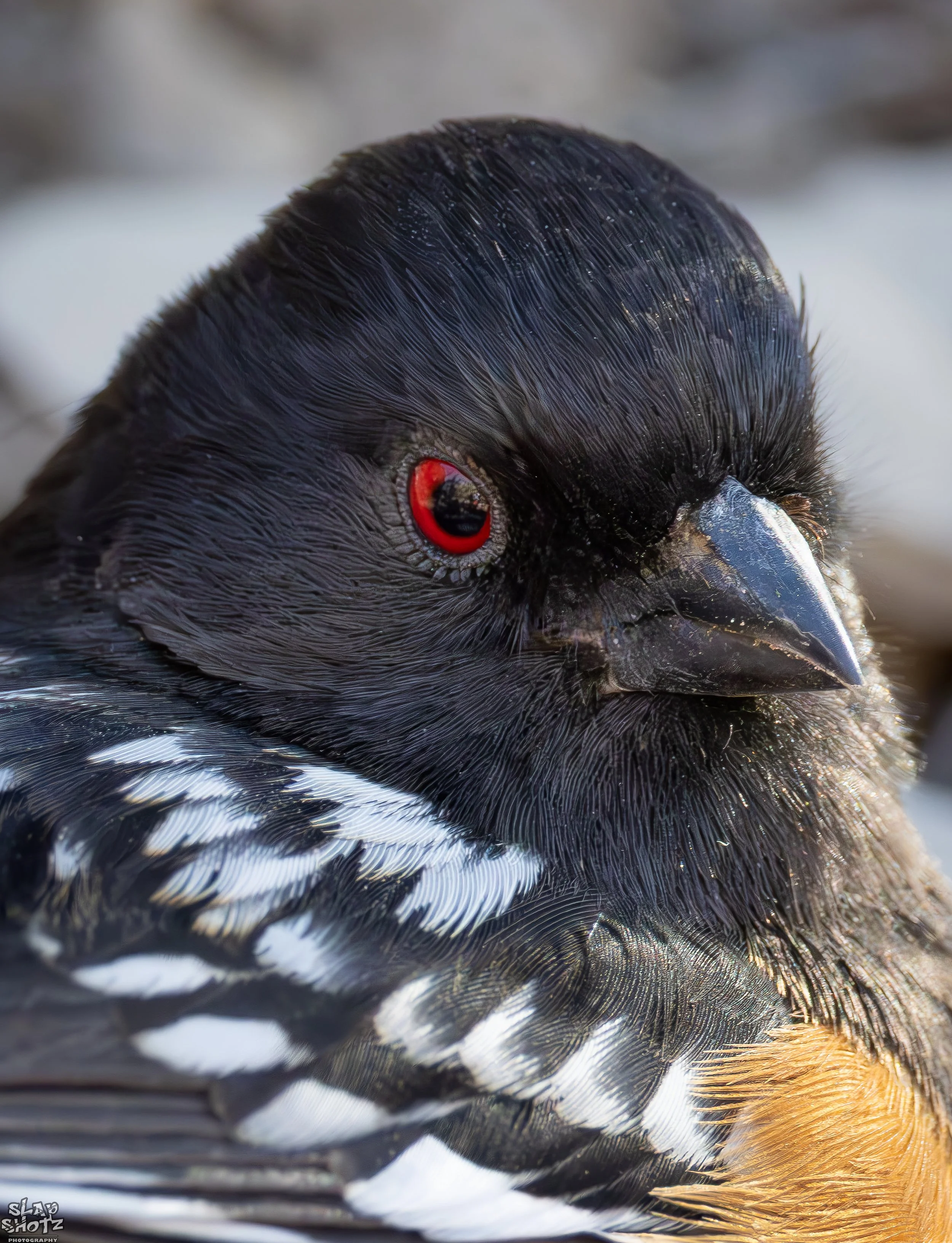 Towhee Headshot 1_Up.jpg