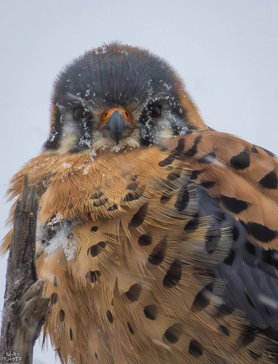 Arsenal Kestrel 1.jpg