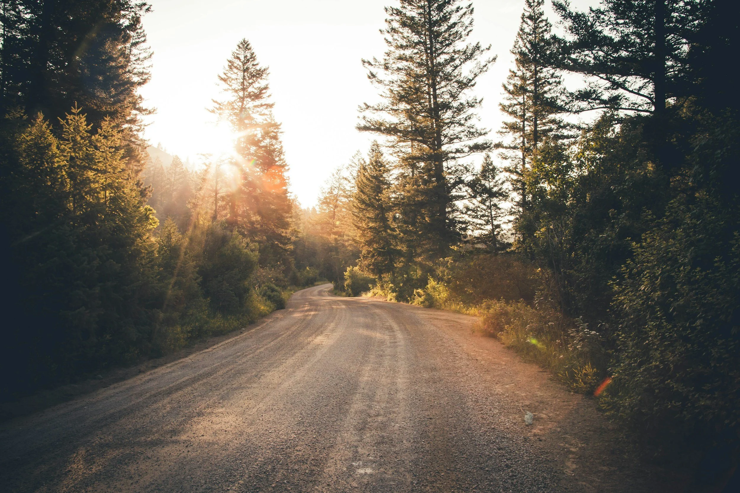A dirt road winding through a forest with tall trees on either side, sunlight shining through the trees creating a lens flare effect.