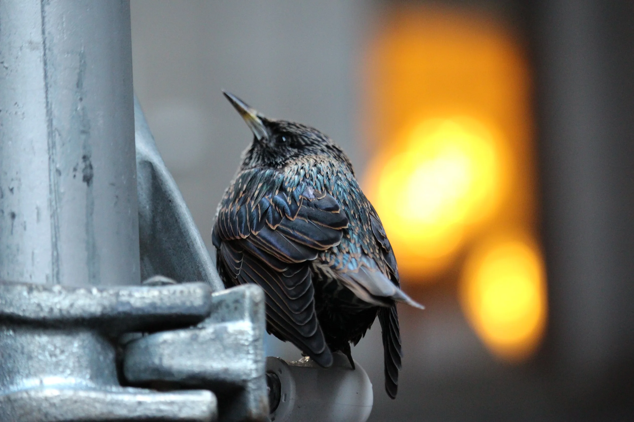 NYC - 2025 - Unedited - Canon 700D