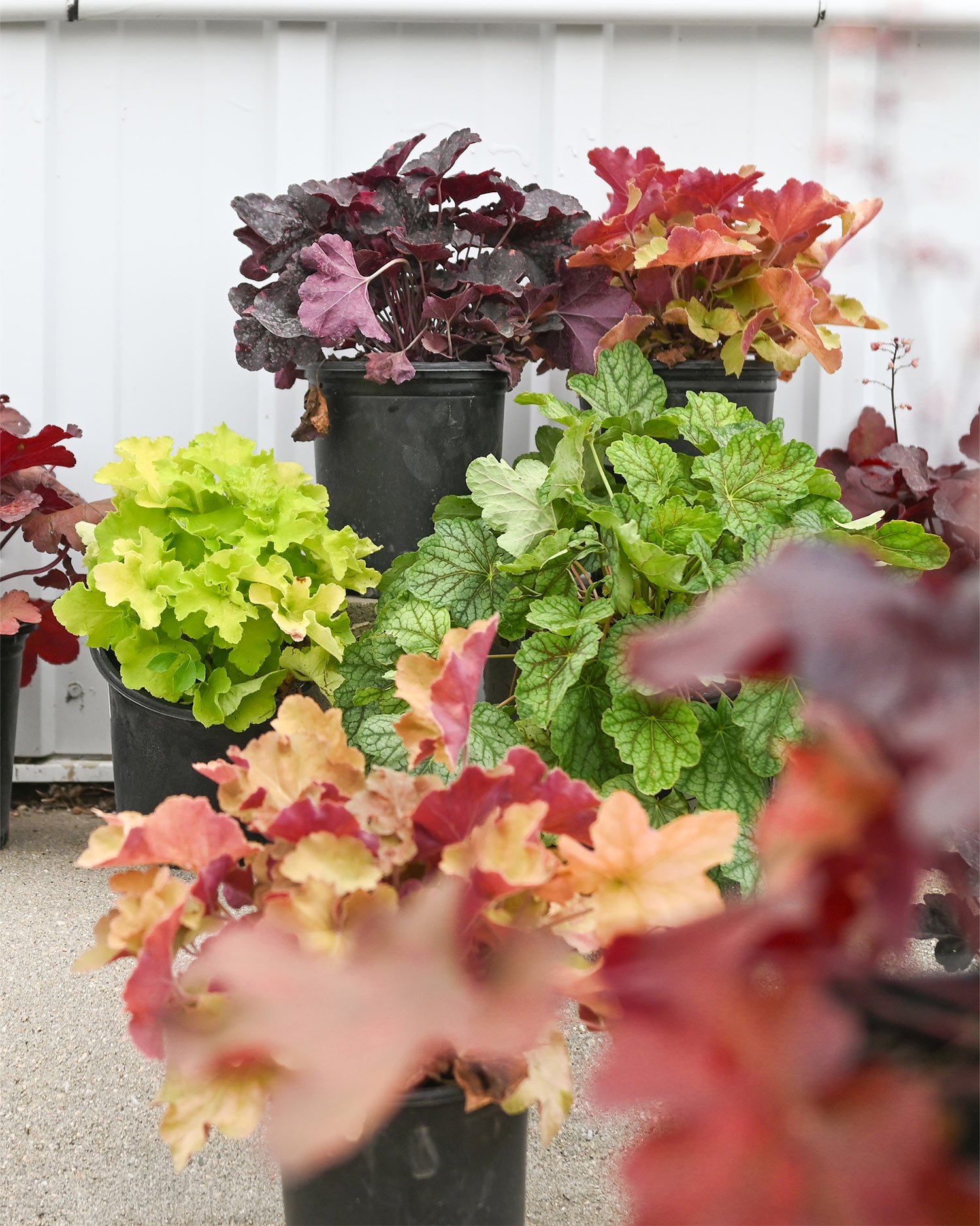 Heuchera.jpg