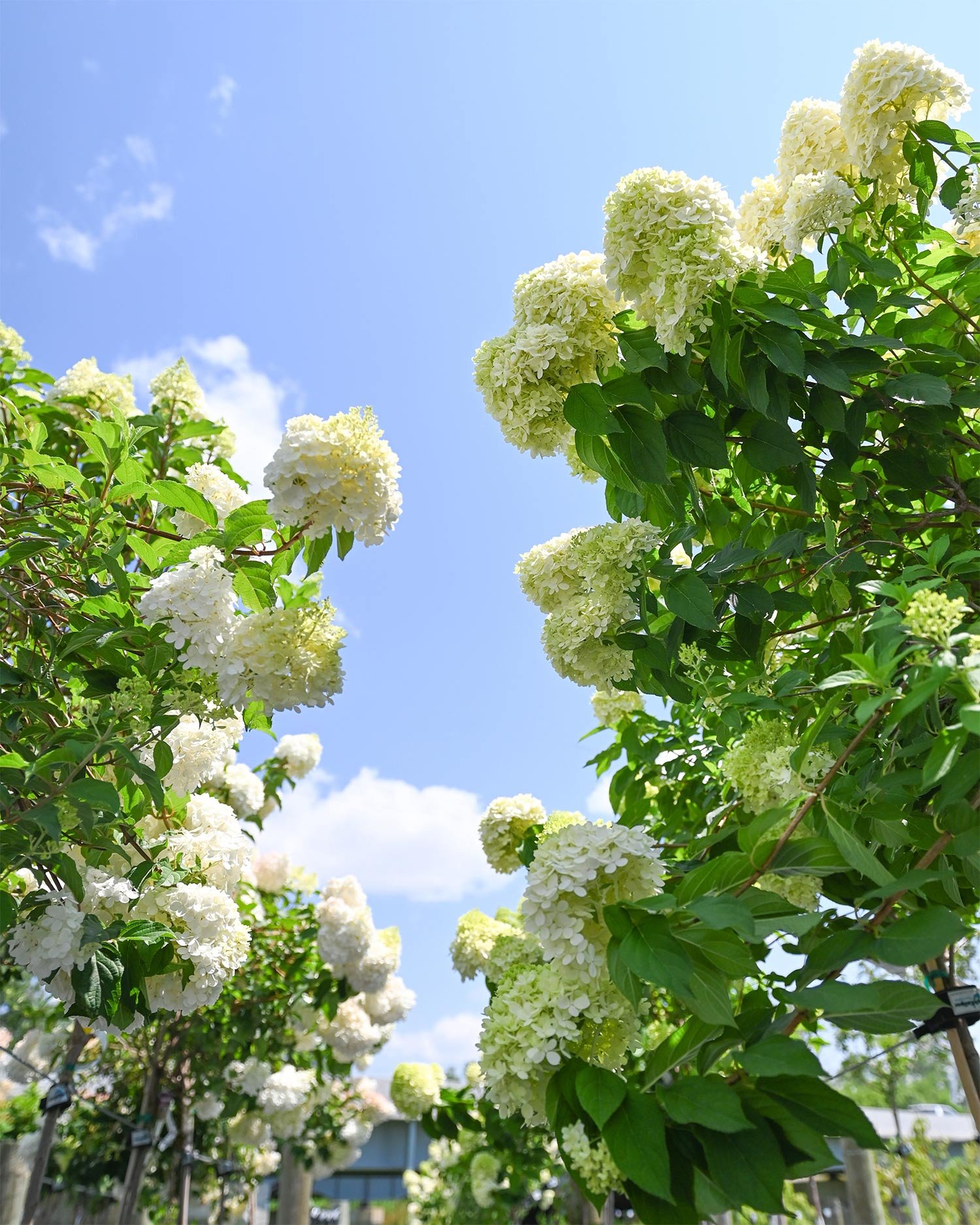 Hydrangeas.jpg