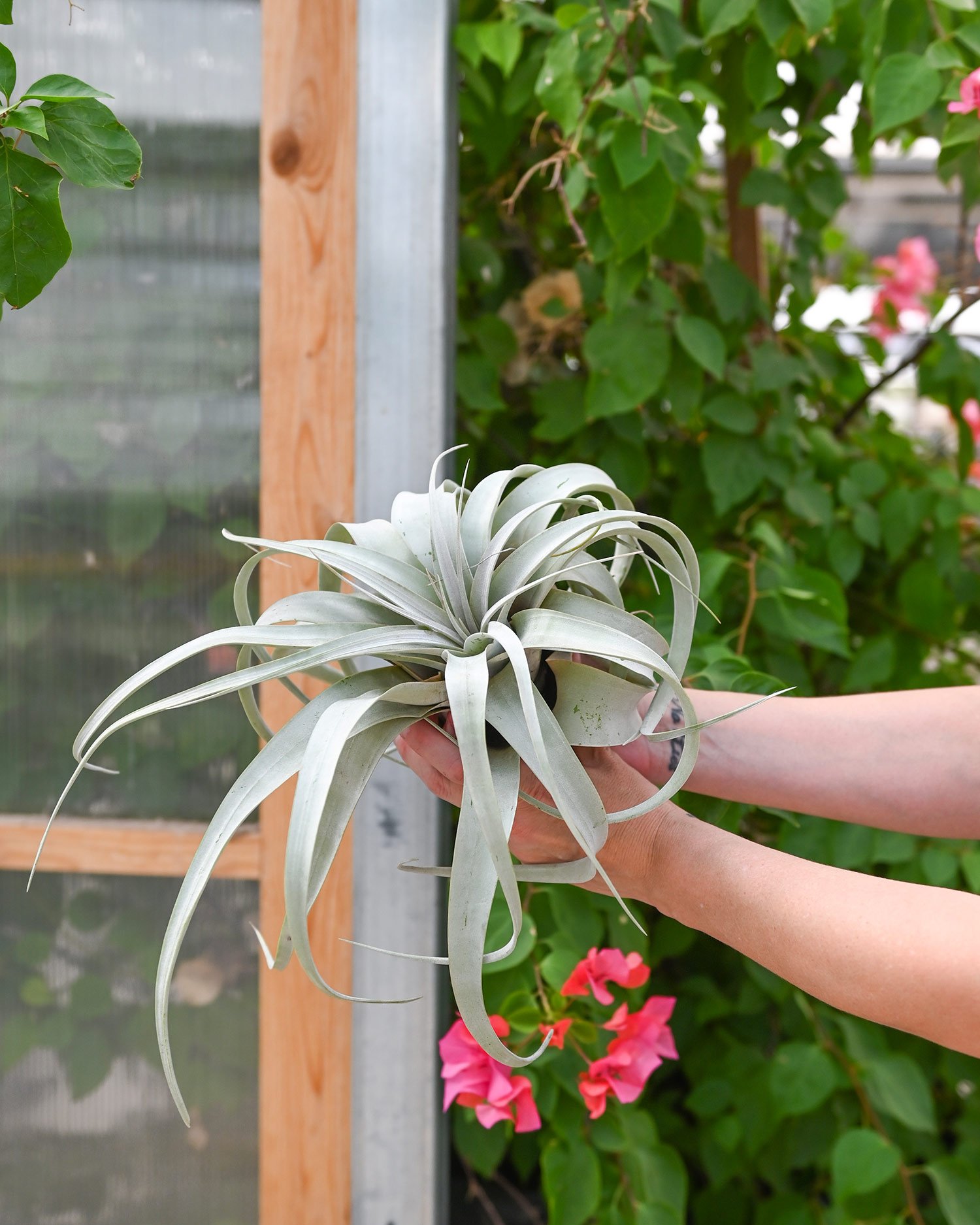 Tillandsia.jpg