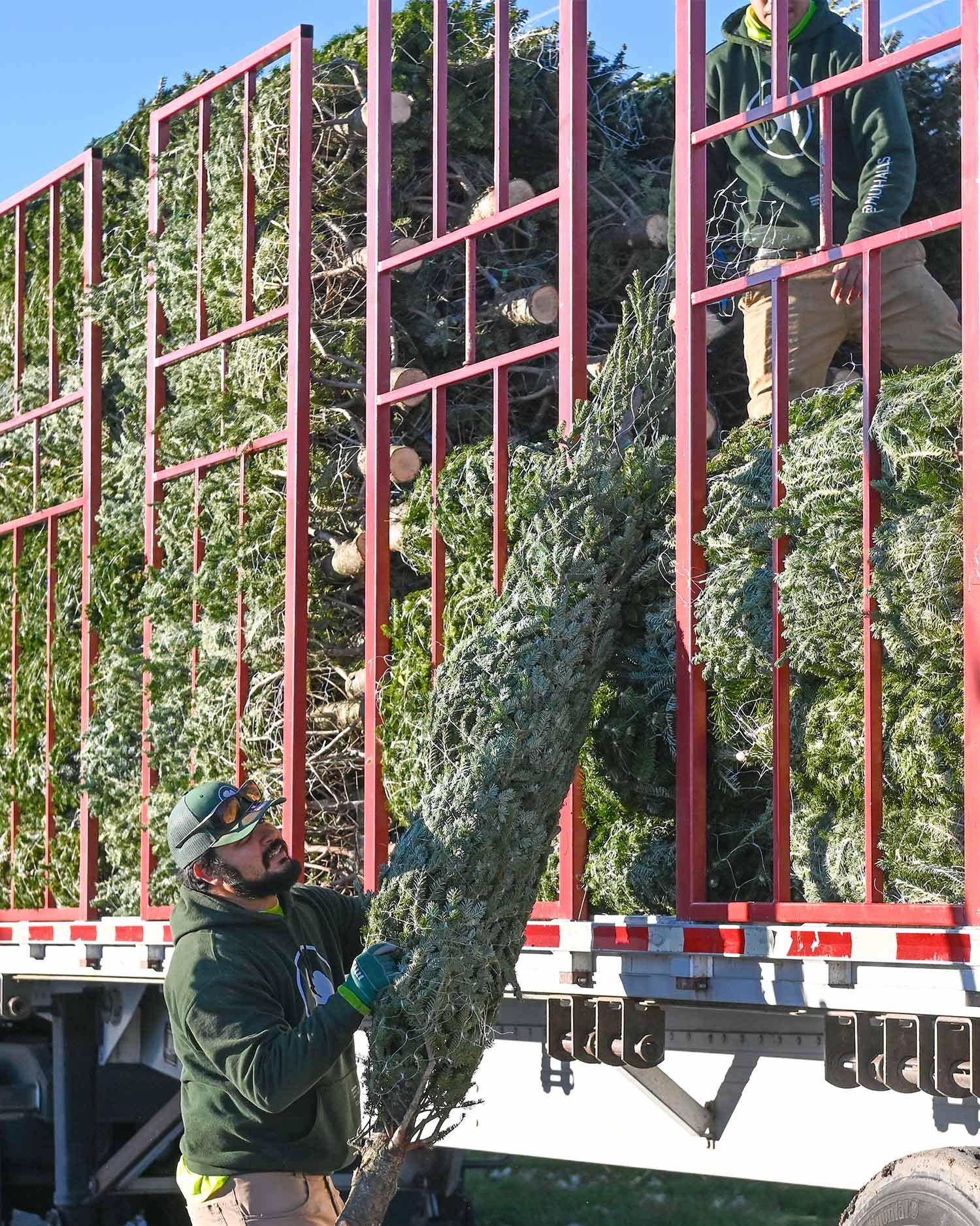Fresh-Cut-Trees-Unload-2.jpg
