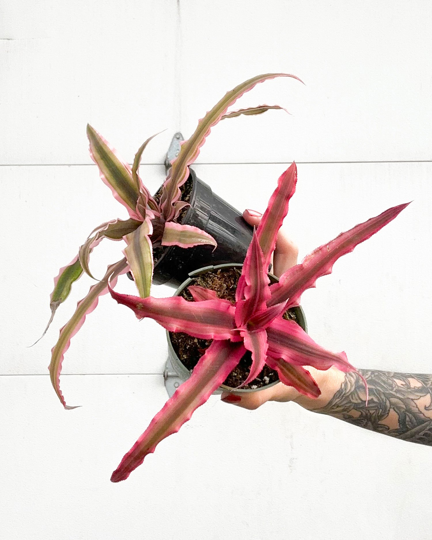 Bromeliad.jpg