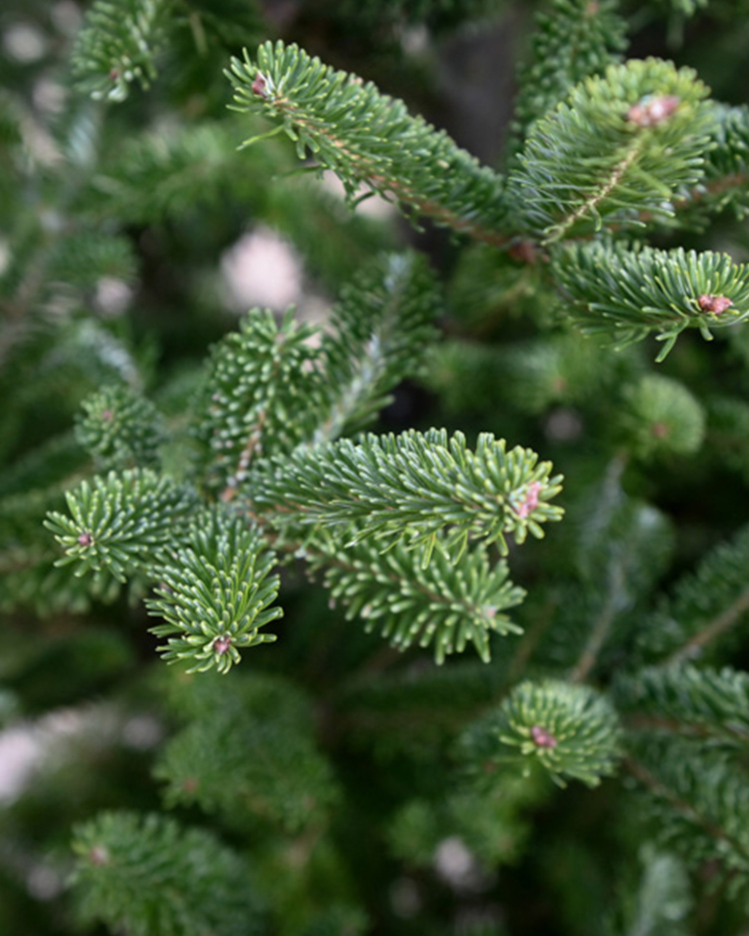 Fresh-Cut-Trees-Closeup.jpg