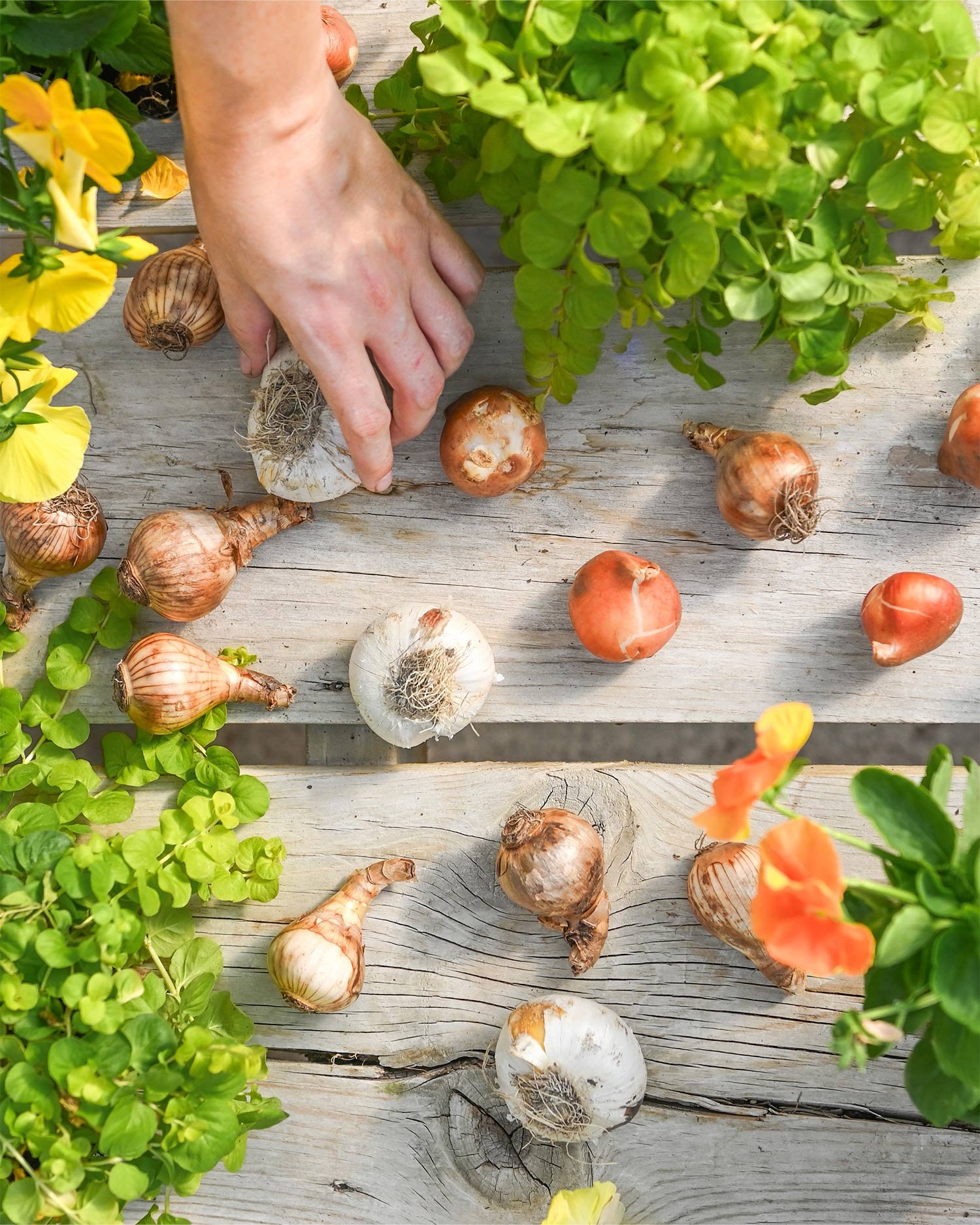 Fall-Bulbs.jpg