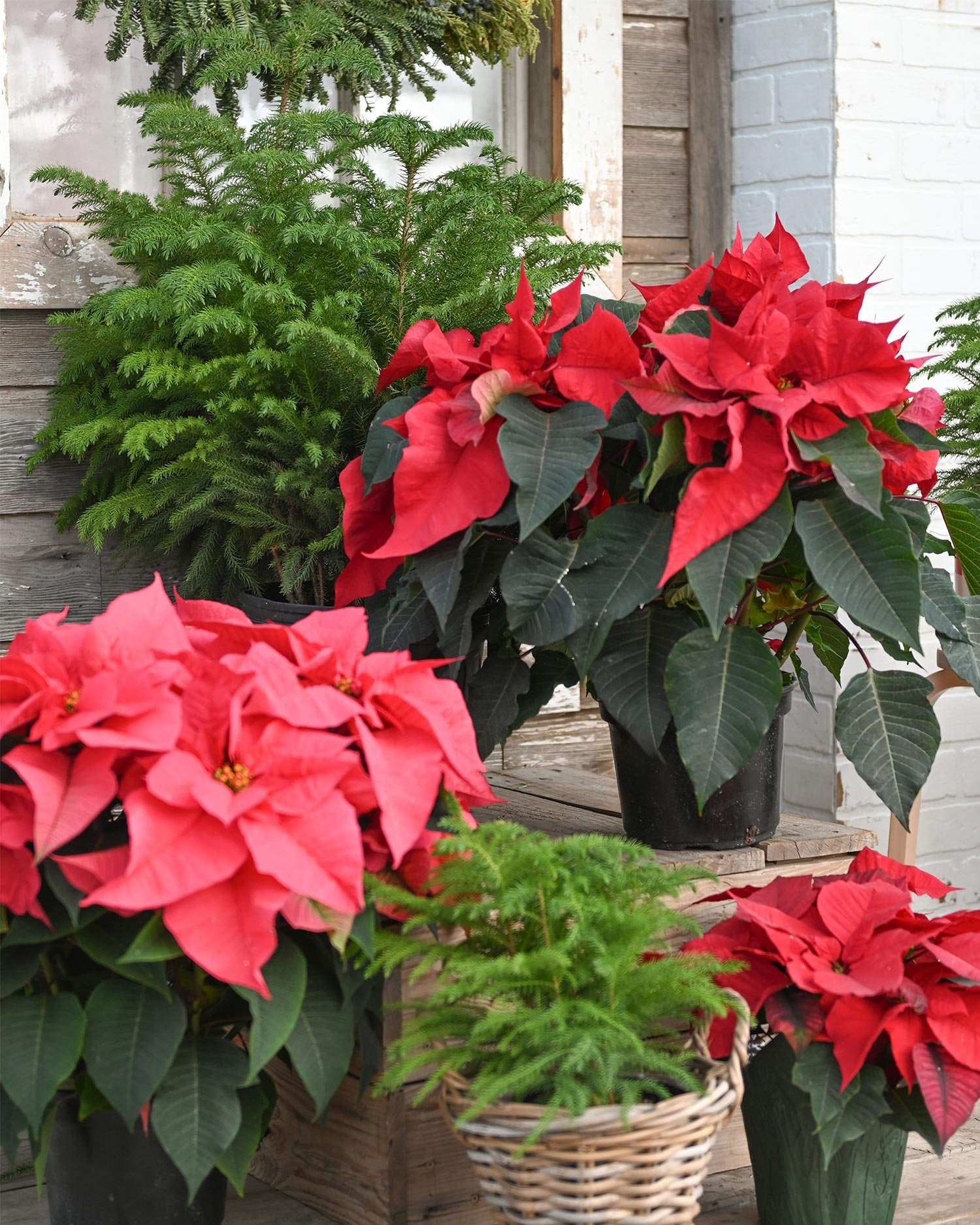 Poinsettia-and-Norfolk.jpg