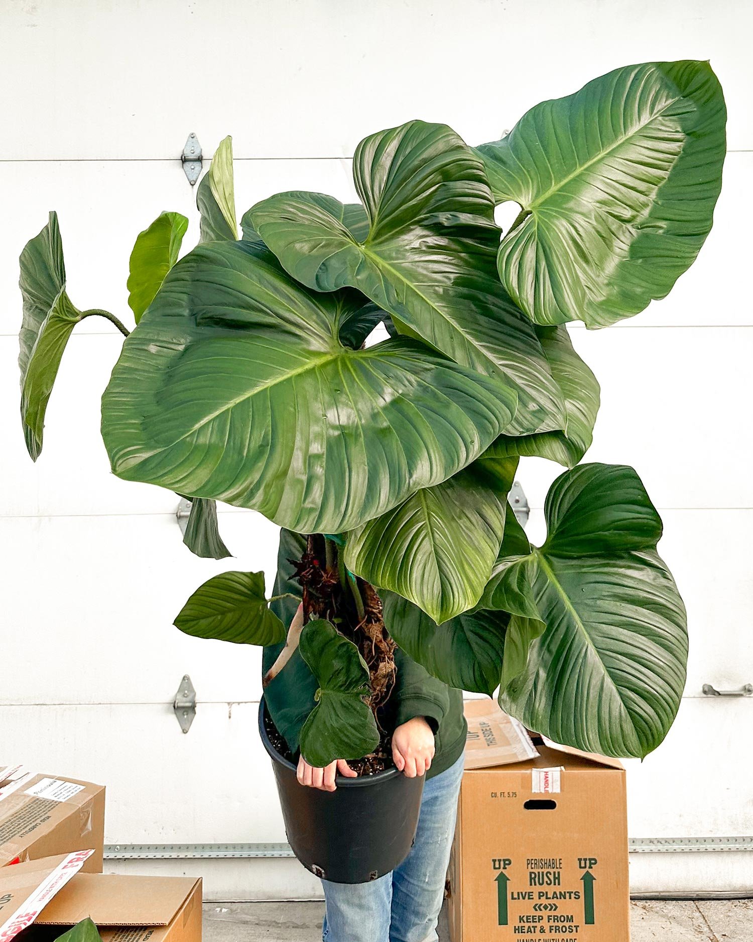 Houseplants-2.jpg