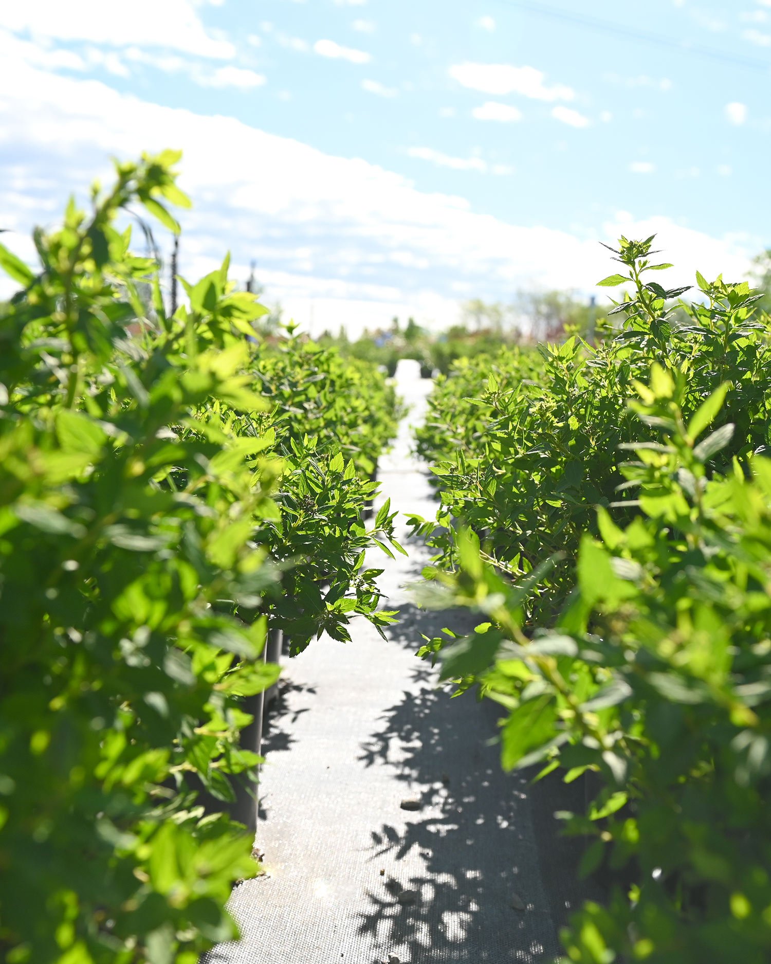 Nursery-Yard-3.jpg