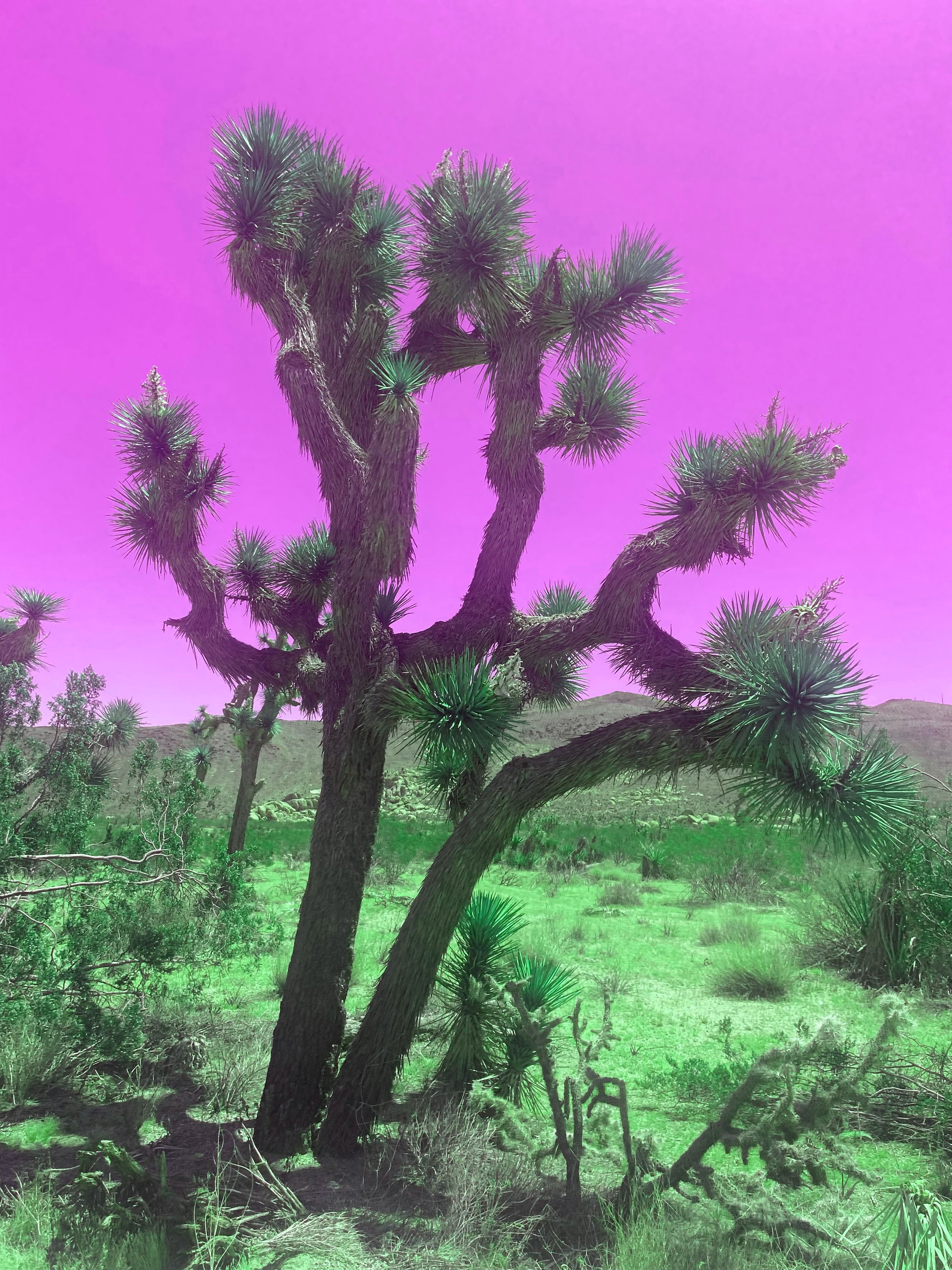 joshuatreewithoutgrain.jpg