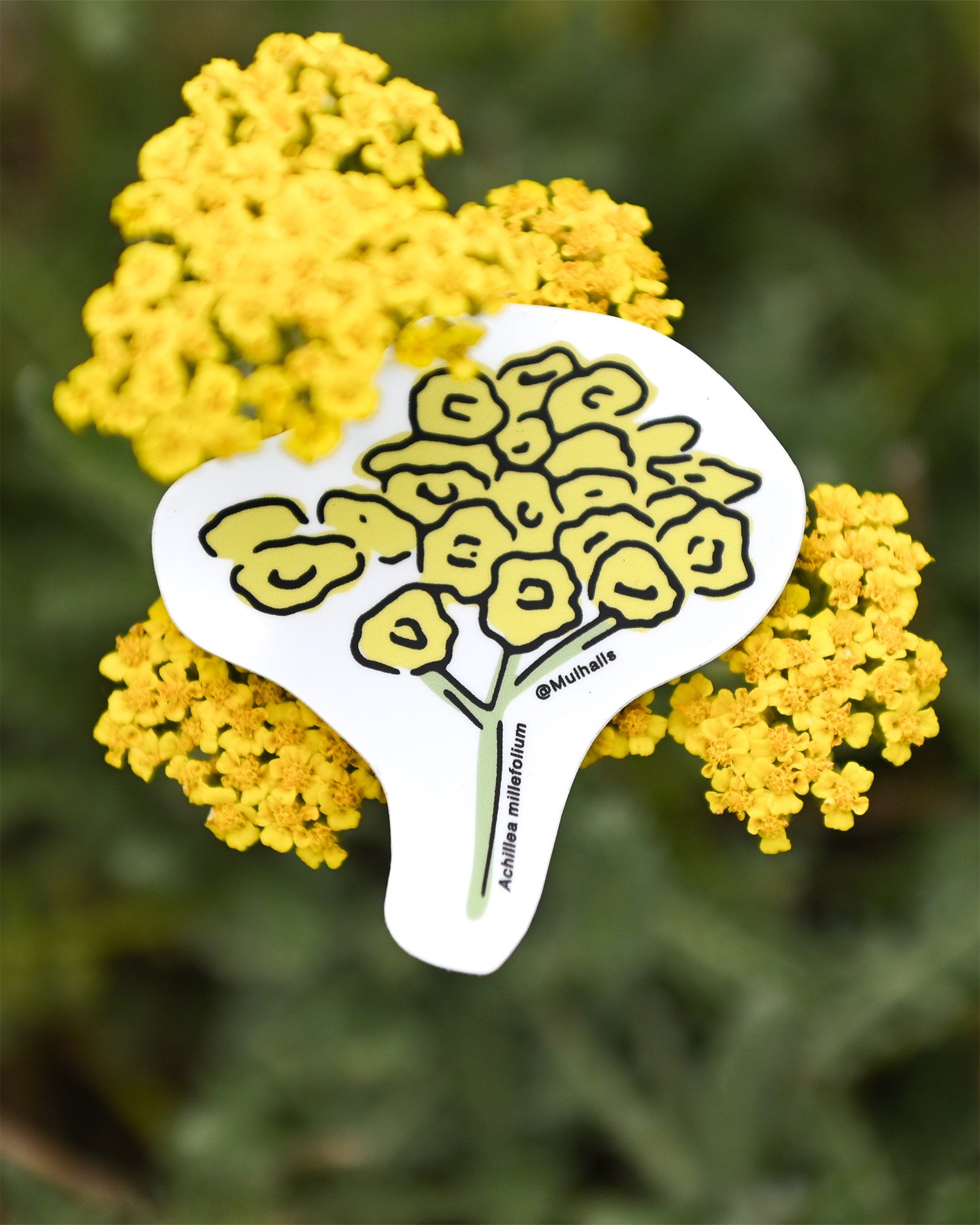 Yarrow-Sticker.jpg