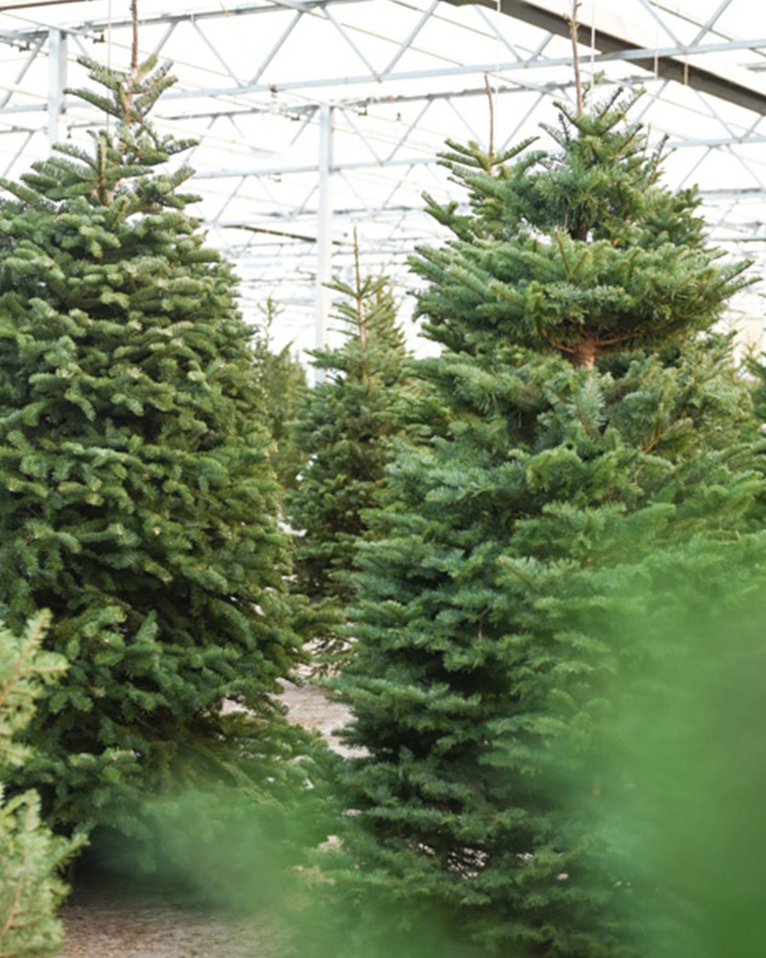 Fresh-Cut-Trees.jpg