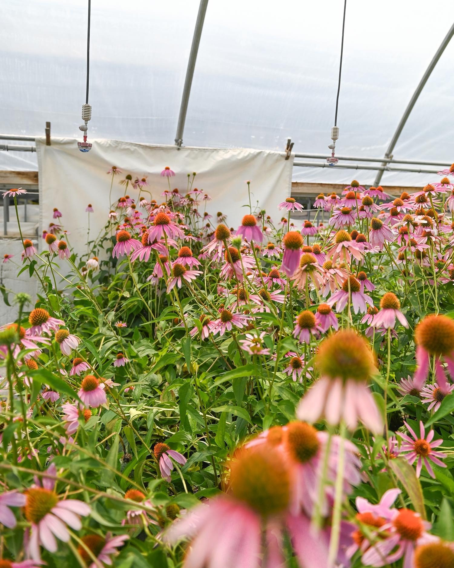 Coneflower.jpg