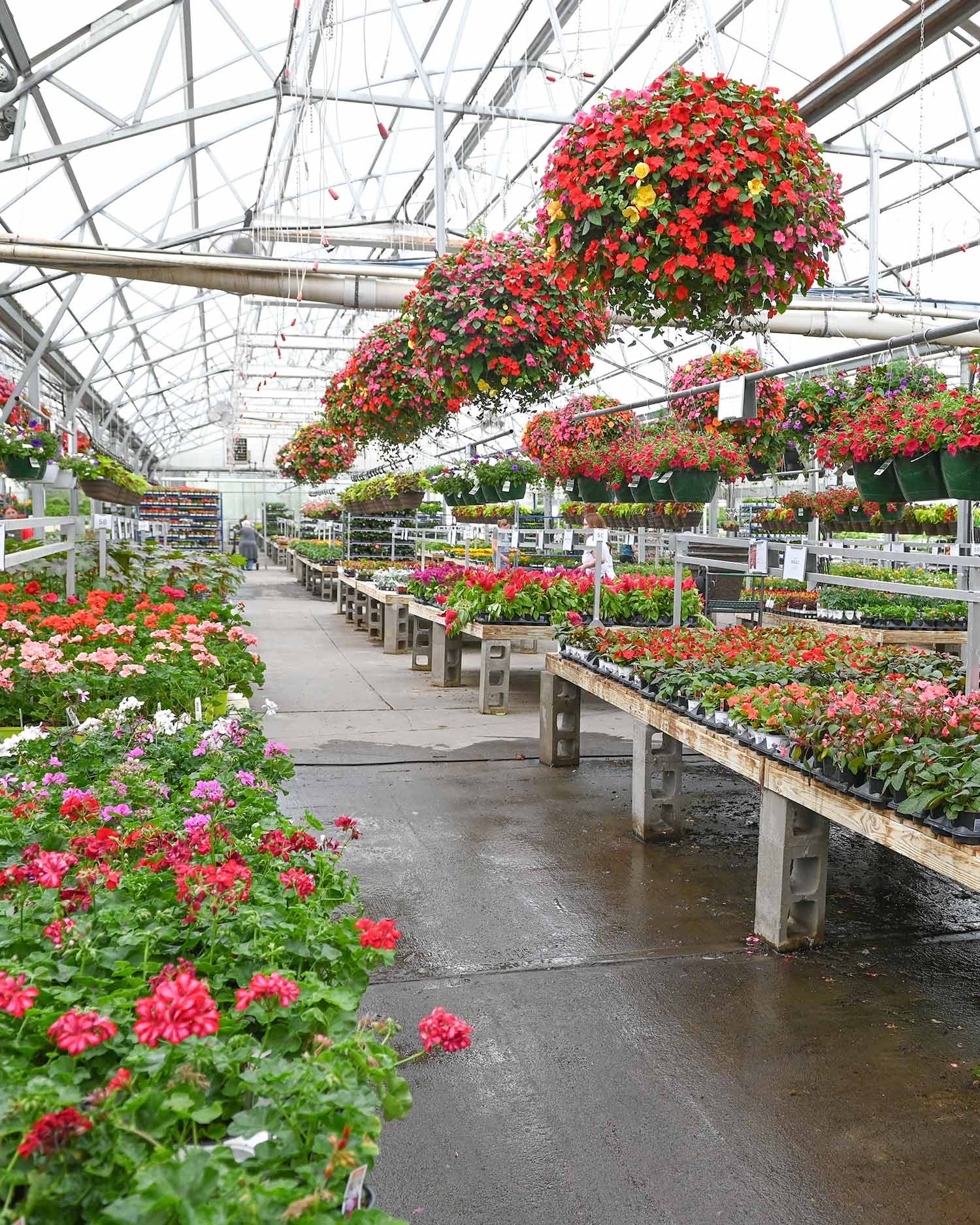 Annuals-Greenhouse.jpg