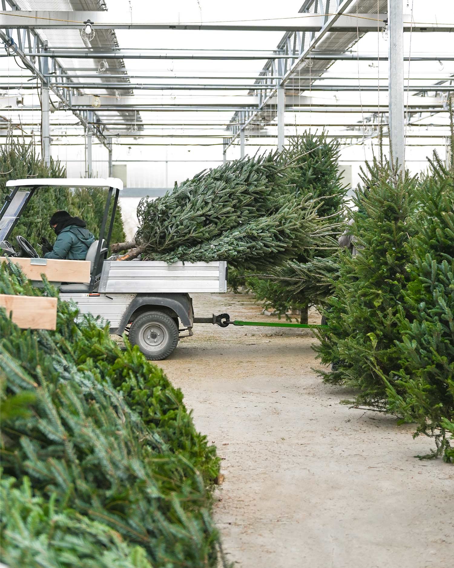 Fresh-Cut-Trees-Loading.jpg