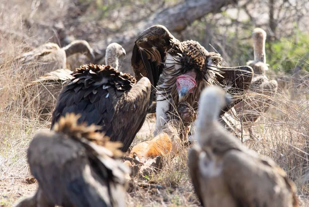 Kruger National Park what a place 5.jpg