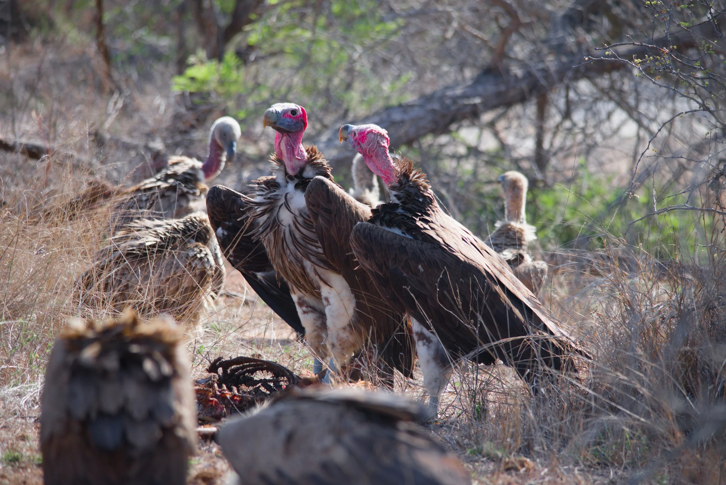 Kruger National Park what a place 6.jpg