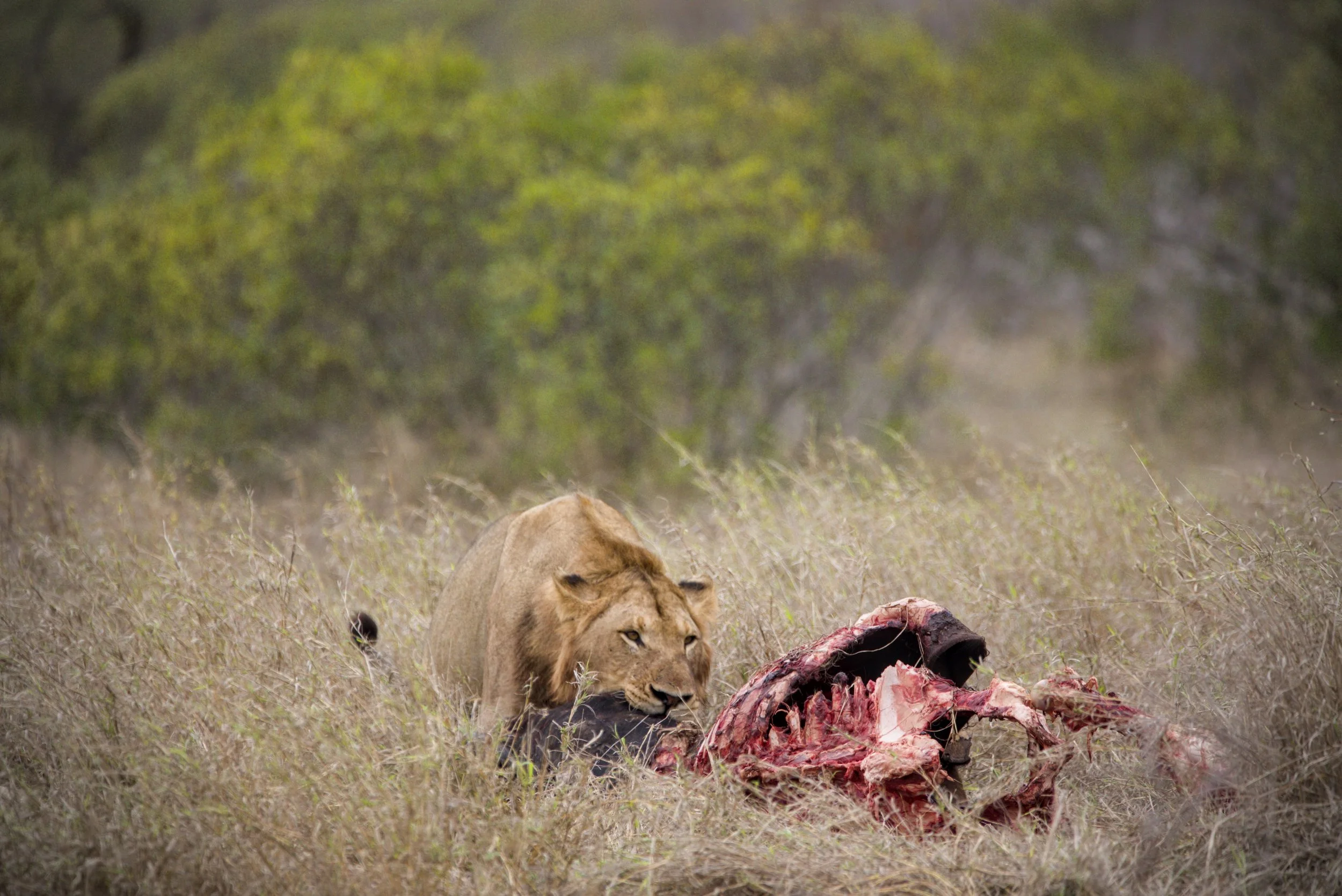 Kruger National Park what a place 10.jpg