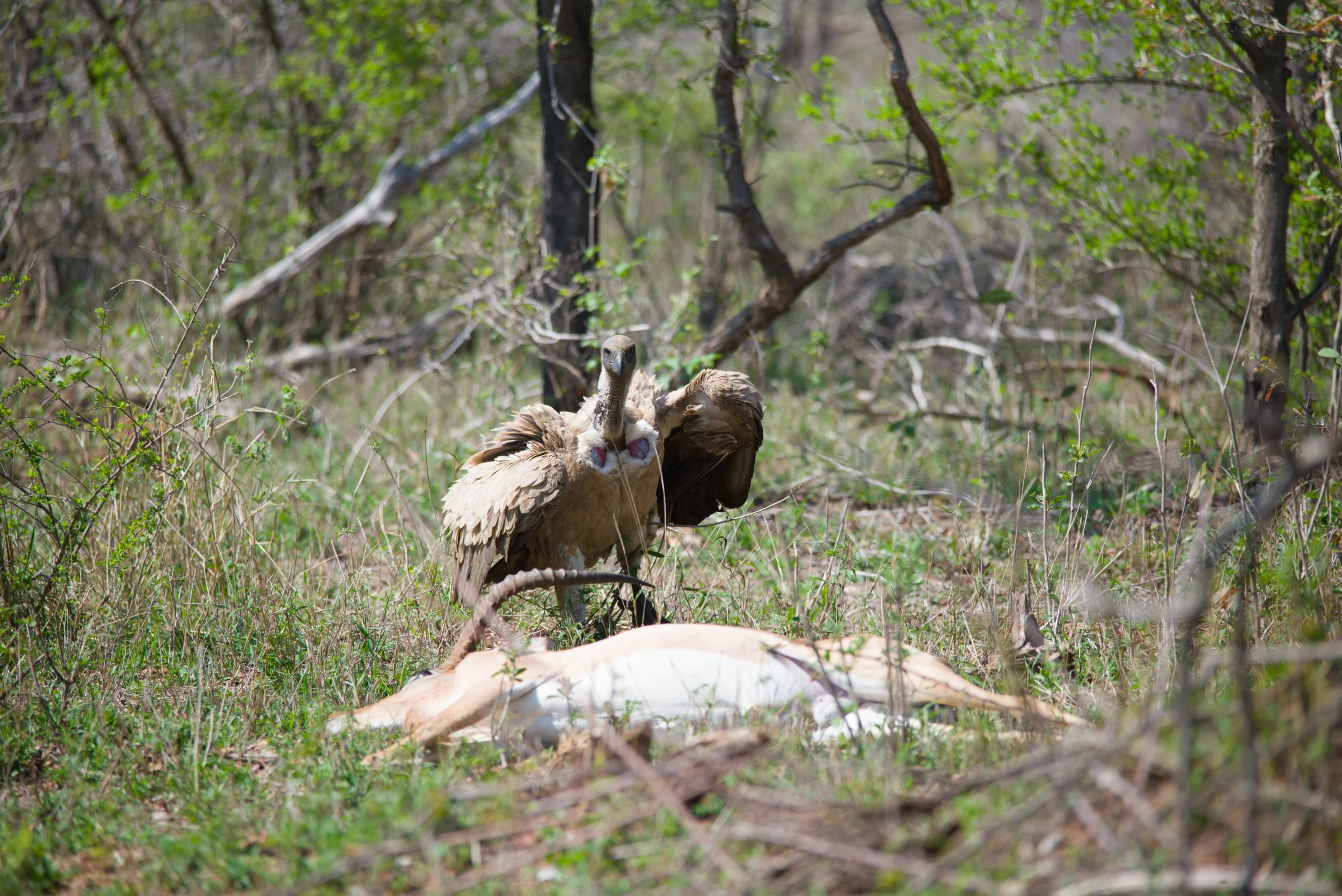 Kruger National Park what a place 8.jpg