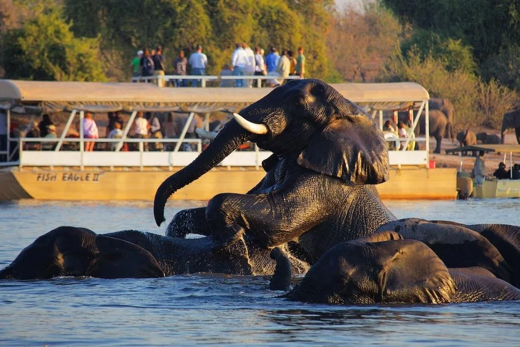 Chobe Boat Cruise 2.jpg