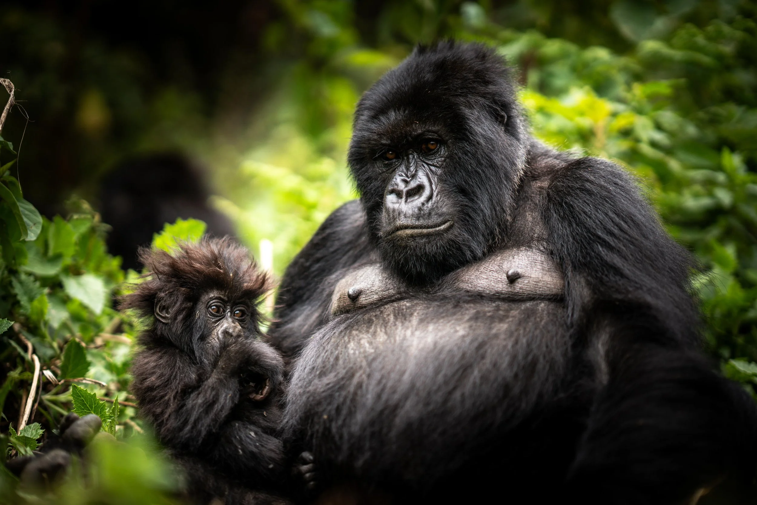 Wilderness Bisate Reserve.jpg