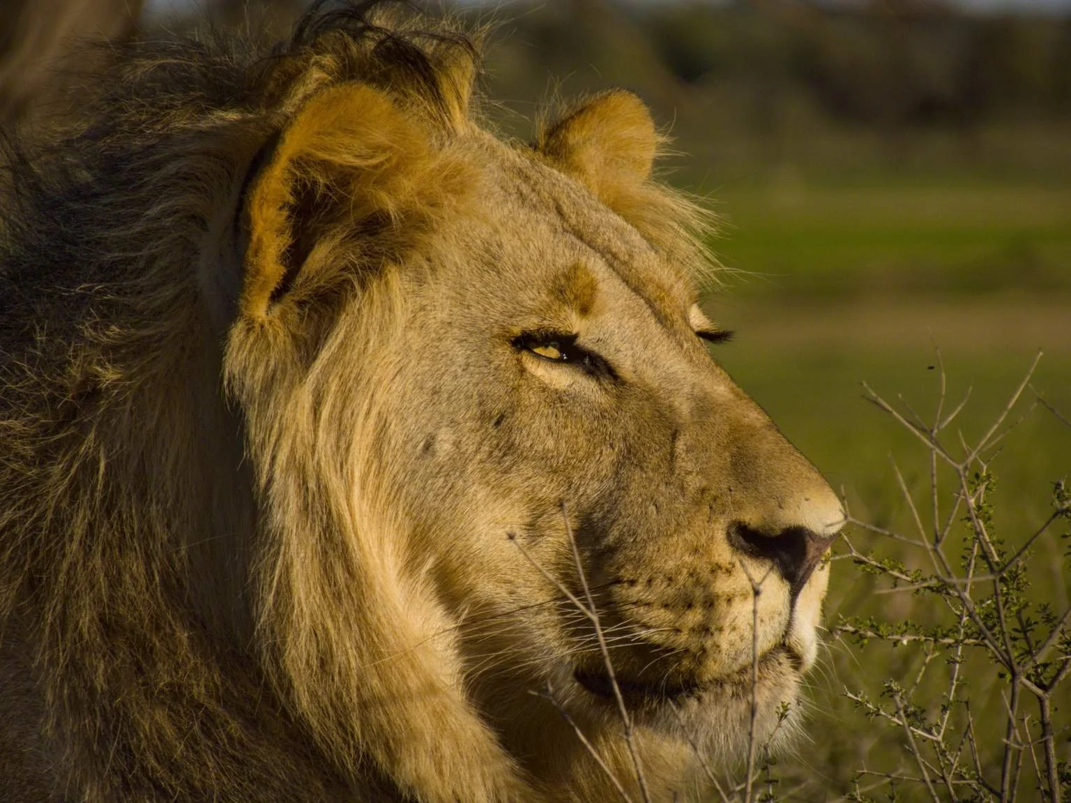 Lion head, !Xaus Lodge, Black Mane, KTP_web.jpg