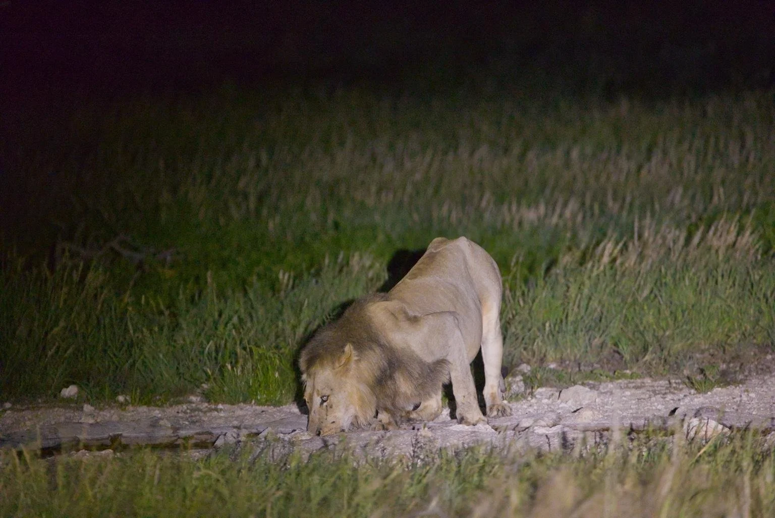 Lion drinking at night, !Xaus Lodge_web.jpg