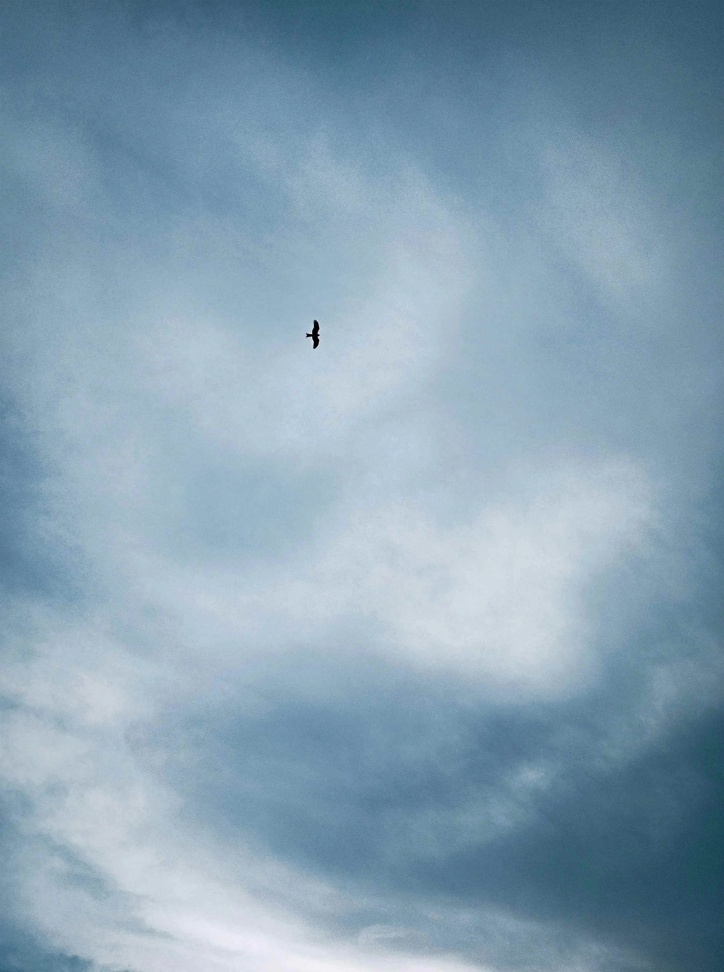 A lone bird soaring in a cloudy sky.