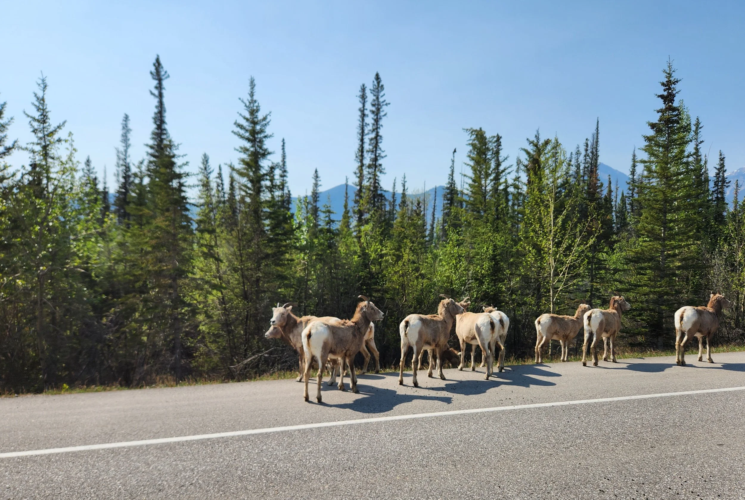 friends on the Alaskan Highway