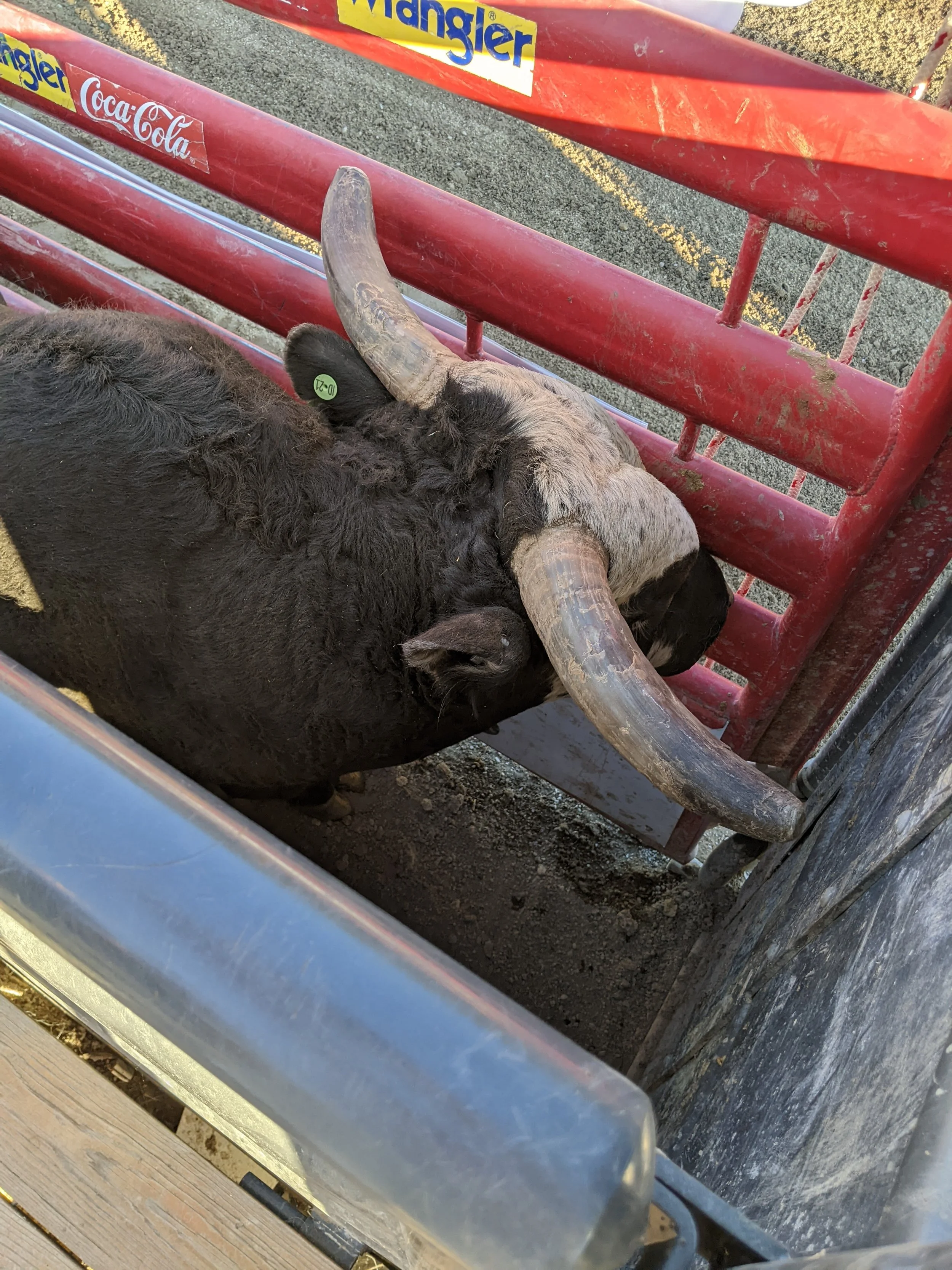 the thrill of taking a turn sitting on a bull 